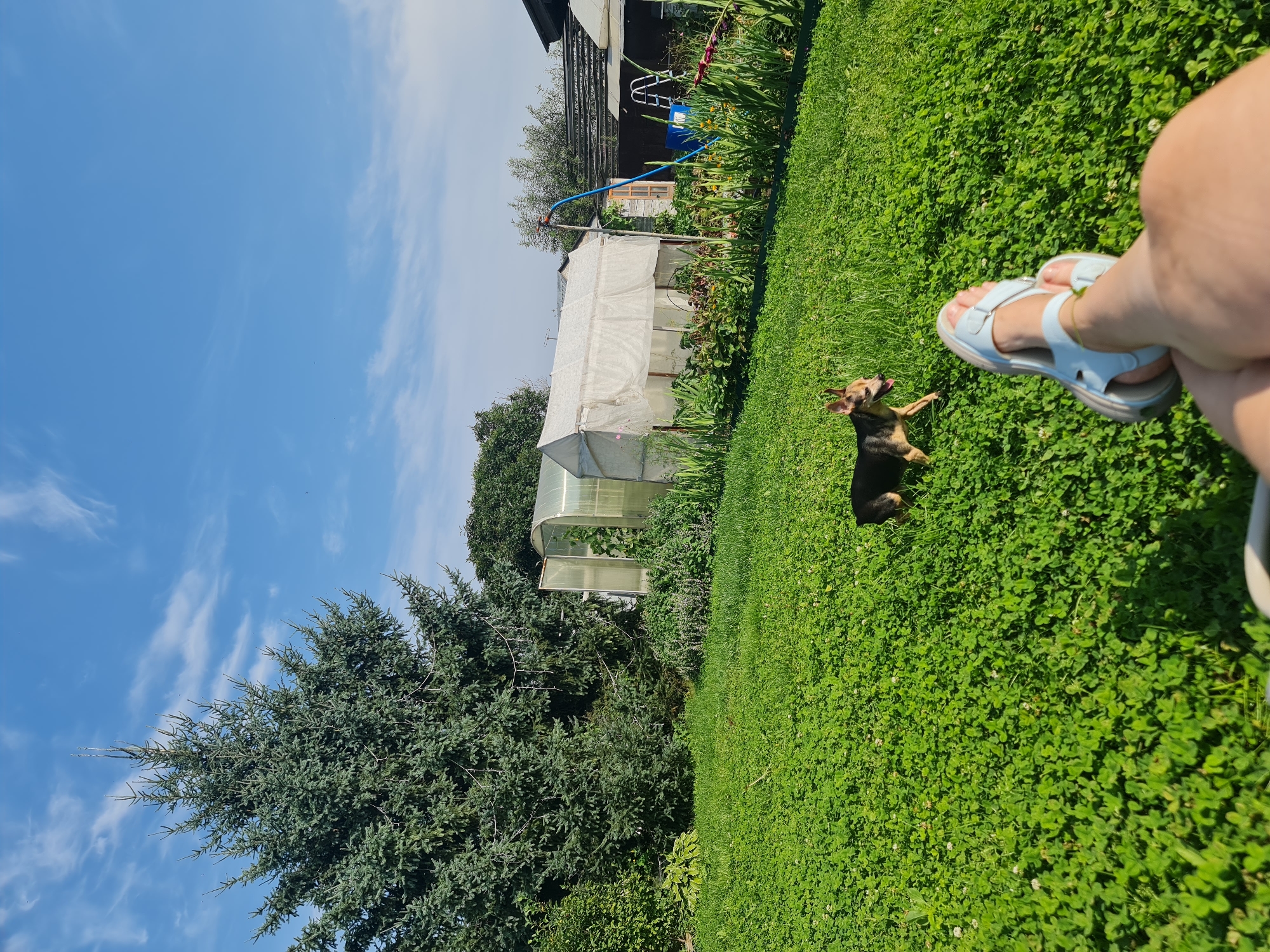 A medium-sized dog with black, tan, and white markings is running in a grassy yard. A person's legs, wearing light blue sandals, are visible in the foreground. In the background, there is a large evergreen tree, two greenhouses, a building with a dark roof, and a ladder. The sky is blue with wispy clouds.