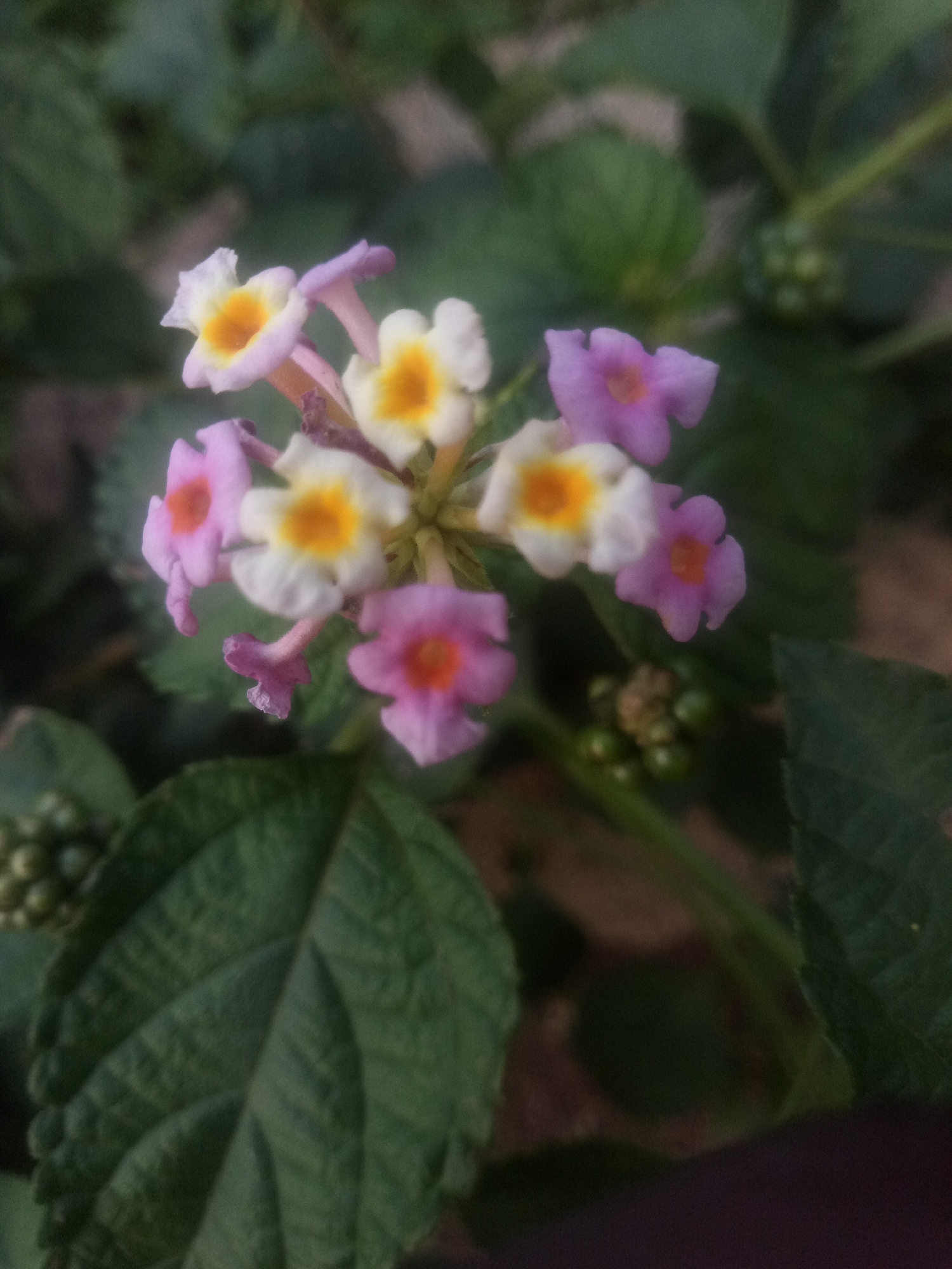 An overhead, medium shot focuses on a cluster of Lantana flowers in bloom. The flowers exhibit a variety of colors, including white with yellow centers, pink with orange centers, and a pale lavender. The blossoms are small and arranged in a circular pattern, supported by thin, green stems. Dark green leaves provide a backdrop, some in sharp focus and others blurred. In the lower left and upper right of the frame, small clusters of unripe green berries are visible on the stems. The overall lighting is soft, and the image appears to be taken outdoors in natural light.