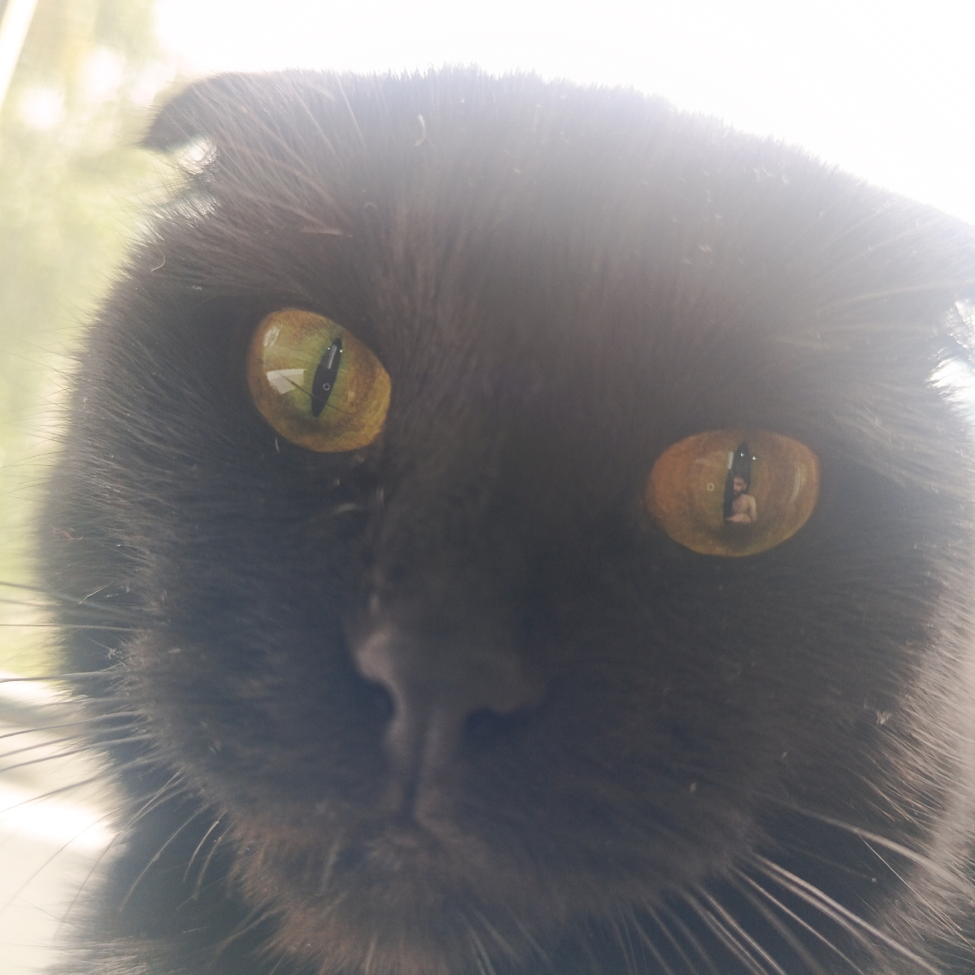 The image is a close-up shot of a black cat's face. The cat's eyes are wide open, with green irises and dark, vertical pupils. The right eye of the cat reflects a distorted image of a person, possibly a child, with light-colored clothing. The cat's fur is dark and appears soft, with some long whiskers visible around its muzzle. The background is blurred and bright, suggesting a light source behind the cat, possibly a window. The image does not provide any information about the location in the city of Марковский, Russia, or any specific actions or interactions.
