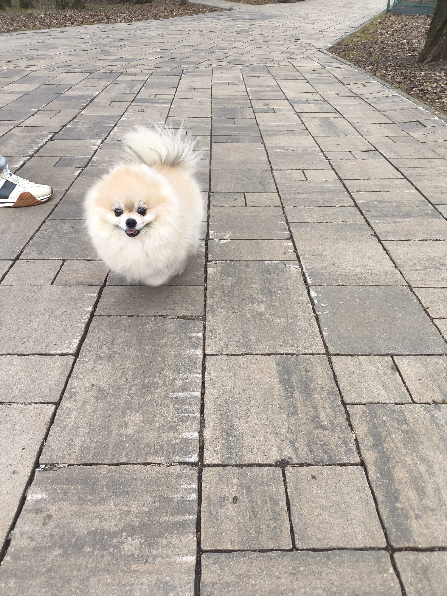 The image depicts a small, cream-colored Pomeranian dog standing on a paved walkway. The walkway is made of rectangular gray pavers with dark grout lines. A partial view of a person's shoe and lower leg is visible on the left side of the frame. The dog is looking directly at the camera with its mouth slightly open. The background shows a park-like setting with sparse foliage. Based on the metadata, the image was taken in Khimki, Russia.