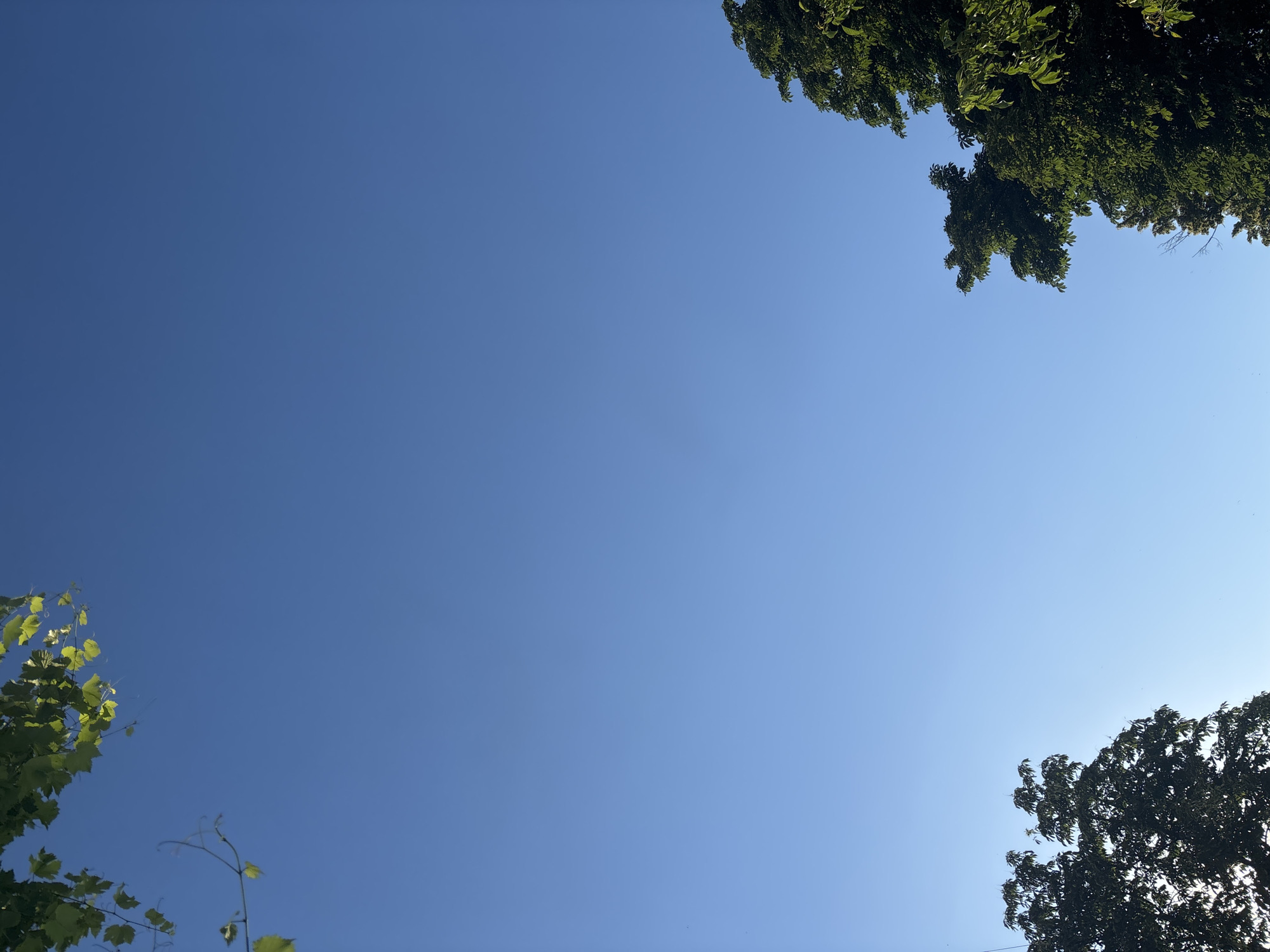 The image shows a clear blue sky with the tops of trees and some foliage visible in the upper left and lower right corners of the frame. The lighting suggests it is daytime, likely morning or afternoon, with the sun illuminating the leaves of the trees. The scene is devoid of any human presence or activity.