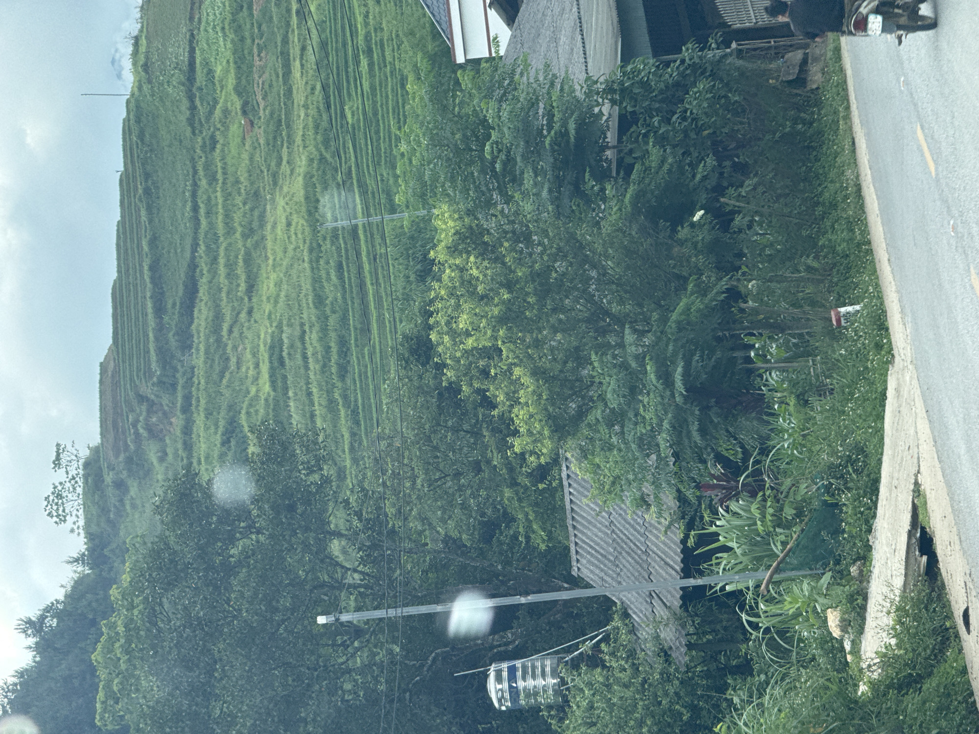 The image depicts a hillside covered in terraced rice paddies in Tú Lệ, Vietnam. The paddies are lush green, indicating a recent planting or growing season. A road runs along the lower right edge of the image with a motorcycle visible, suggesting recent activity. Buildings with corrugated metal roofs are interspersed among the trees and vegetation. Utility poles and wires cross the scene.