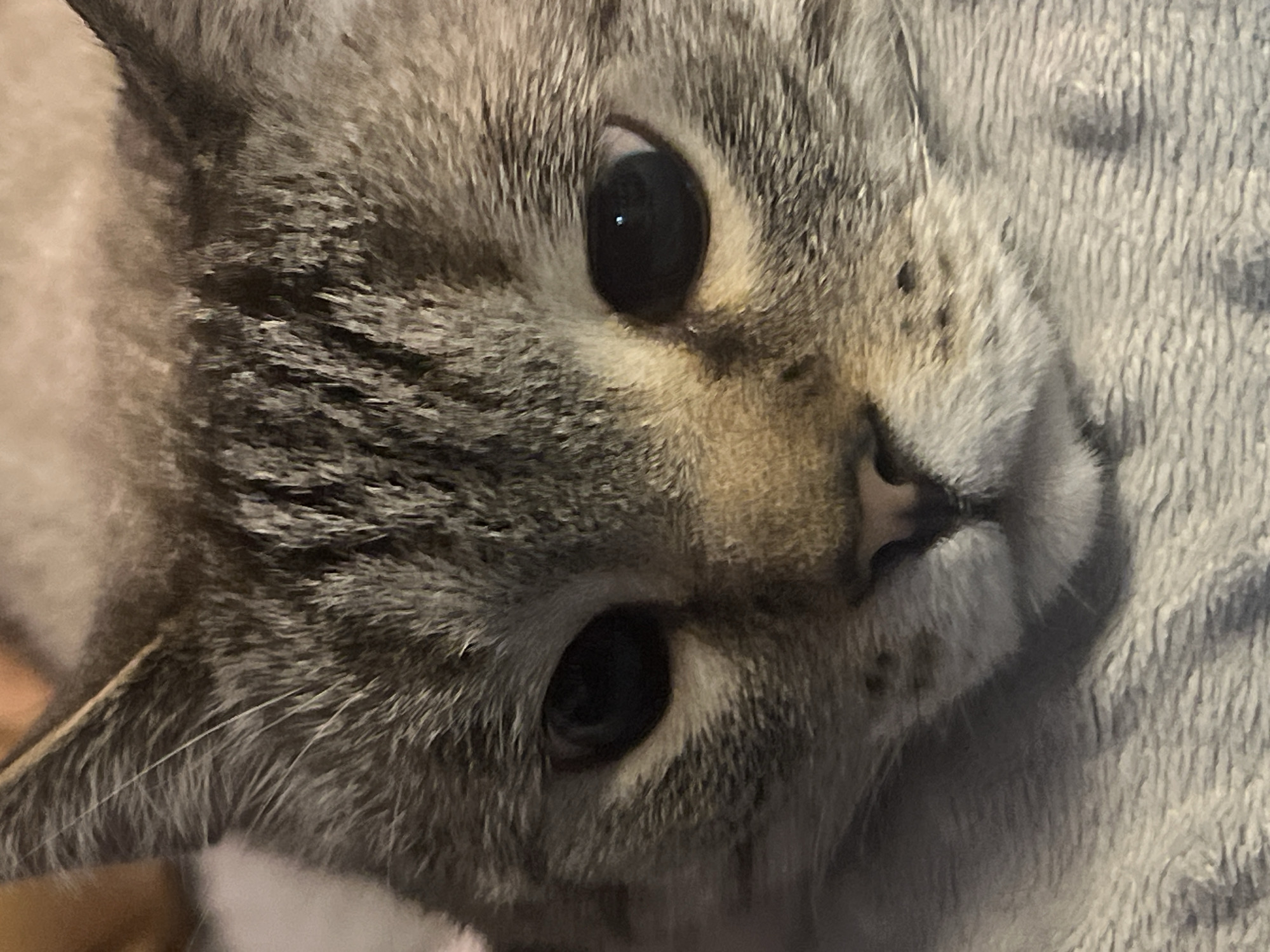 A close-up, head-on shot shows a tabby cat's face resting on a soft, gray, textured surface, possibly a blanket. The cat's fur displays a pattern of brown and gray stripes. Its large, dark eyes are open and looking directly at the viewer. The cat's nose is small and pinkish-brown. The background is out of focus and appears to be a warm, orangey-brown color. No specific location in a city is identifiable.