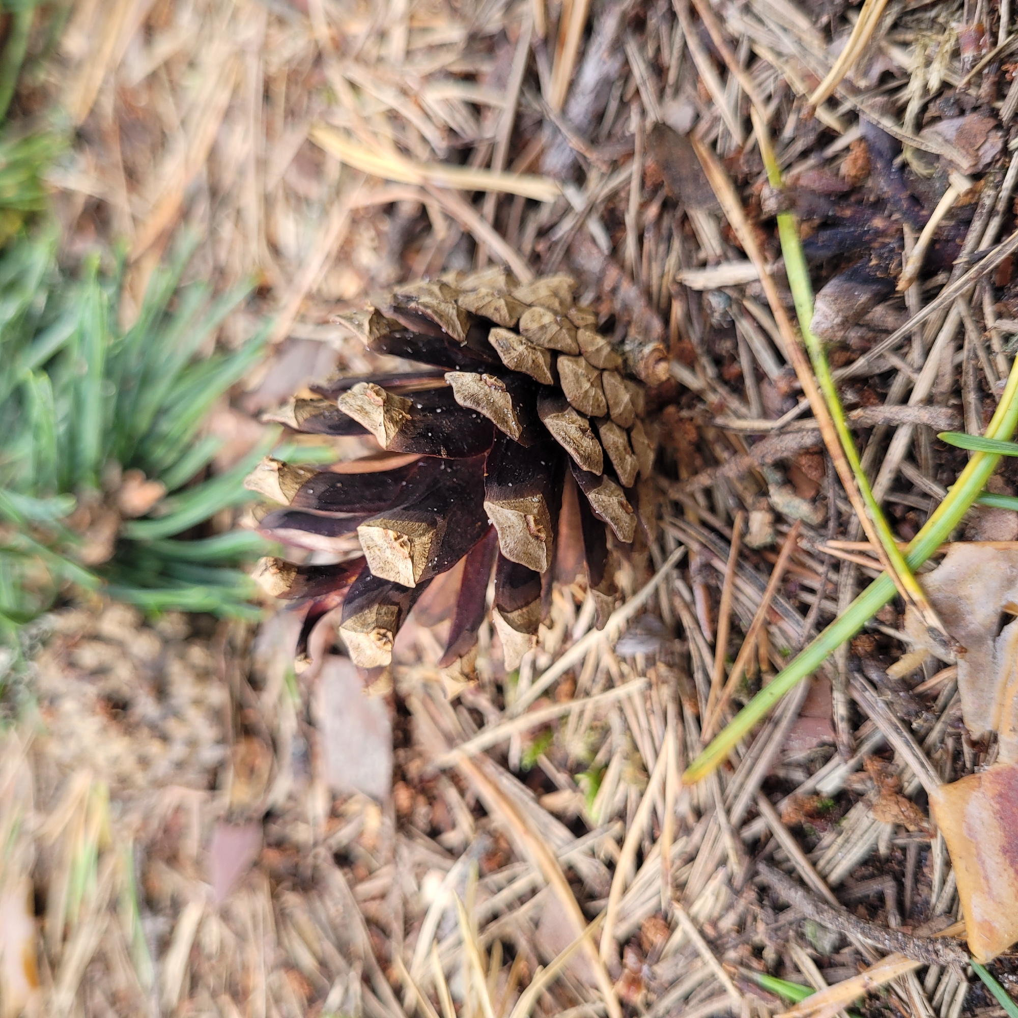 A close-up, eye-level shot shows a pinecone lying on a bed of pine needles, twigs, and fallen leaves in Jūrmala, Latvia. The pinecone is dark brown with lighter brown, rough scales. Some green grass blades poke through the detritus. The background is blurred, with hints of more pine needles and greenery. There are no people or animals visible in the image.