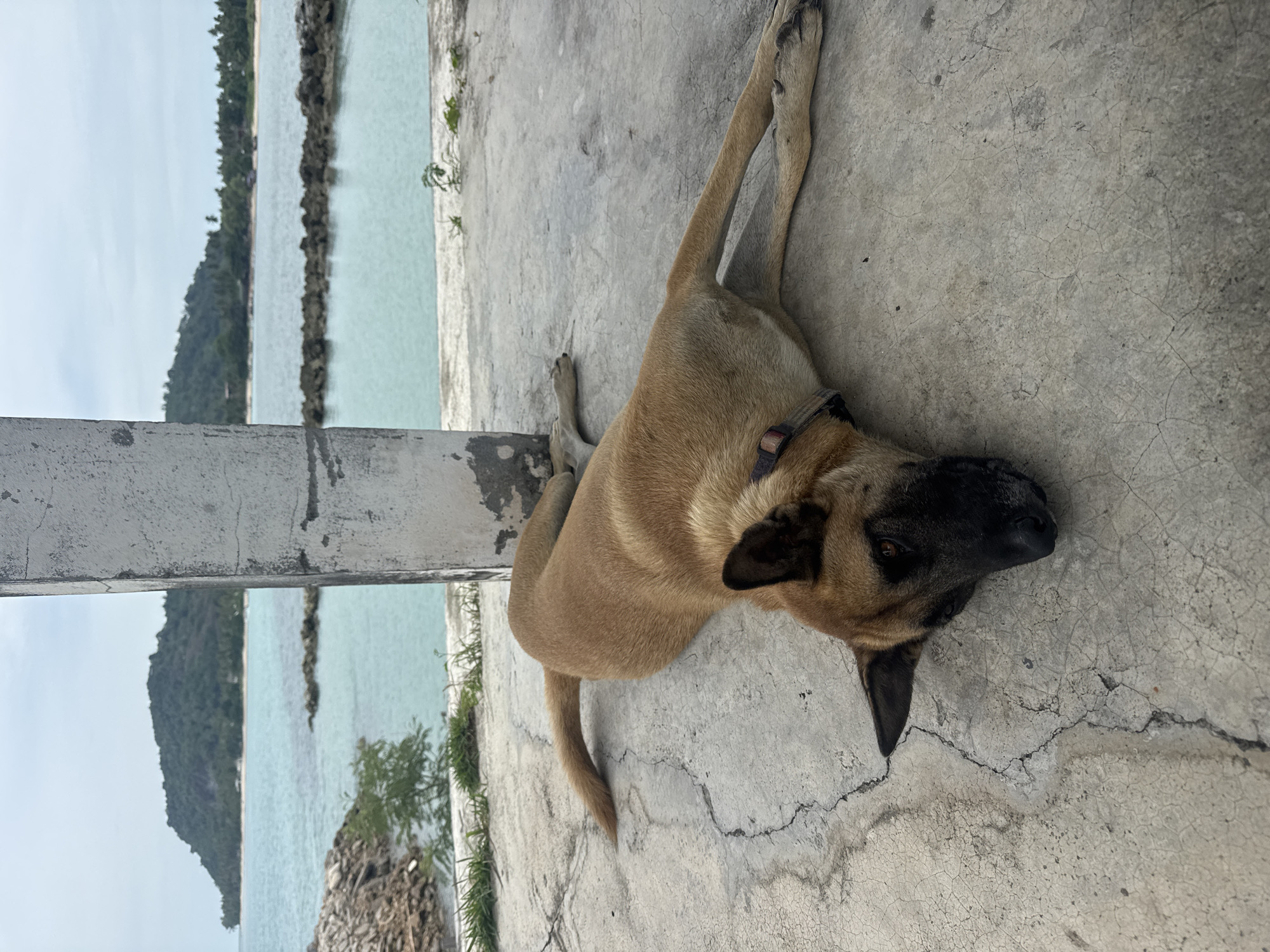 In the city of Ko Samui District, Thailand, a brown dog with a black face is lying down on a cracked concrete surface. The dog is in the foreground of the image, resting with its body stretched out. In the background, there is a calm body of turquoise water and a lush green island with trees and some buildings. A concrete pillar is visible to the right of the dog, and to the left, there is a rocky shore and some vegetation. The sky is overcast, suggesting a cloudy day.