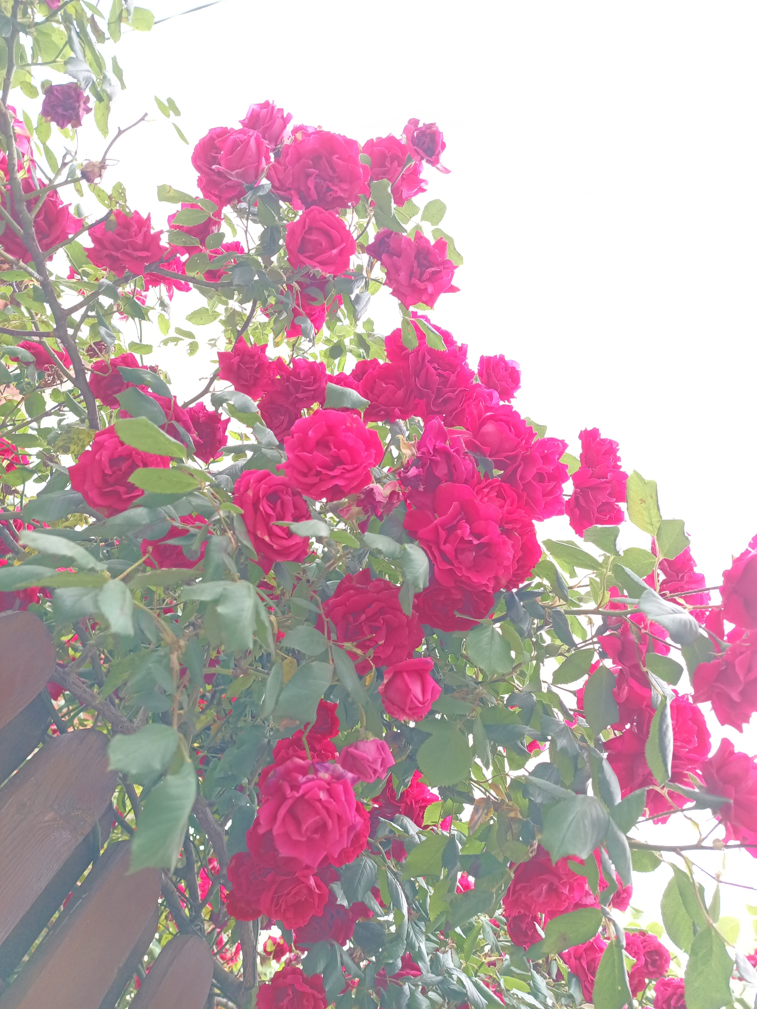 This image presents a vibrant, upward-looking view of a dense rose bush in full bloom, set in a garden in Karnobat, Bulgaria. The primary subjects are numerous red to magenta roses, showcasing a variety of stages from tightly-packed buds to fully open, richly-petaled flowers. These striking blooms are interspersed among lush green leaves and thorny brown stems of the climbing plant.
The background is dominated by a bright, almost entirely white sky, suggesting either a very bright sunny day or an overcast condition that diffuses light evenly. This luminous sky creates a strong contrast with the deep colors of the roses and foliage.
In the lower-left quadrant, a section of a weathered wooden fence or trellis is visible, composed of horizontal slats. The rose bush appears to be growing against or over this structure. The composition emphasizes the abundance and beauty of the roses, creating a sense of being surrounded by them.
No specific activity or event is taking place; the image is a static capture of nature's beauty. The bright lighting indicates it is daytime. The vibrant red of the roses conveys a sense of life, passion, and natural splendor. There is no visible text in the image.