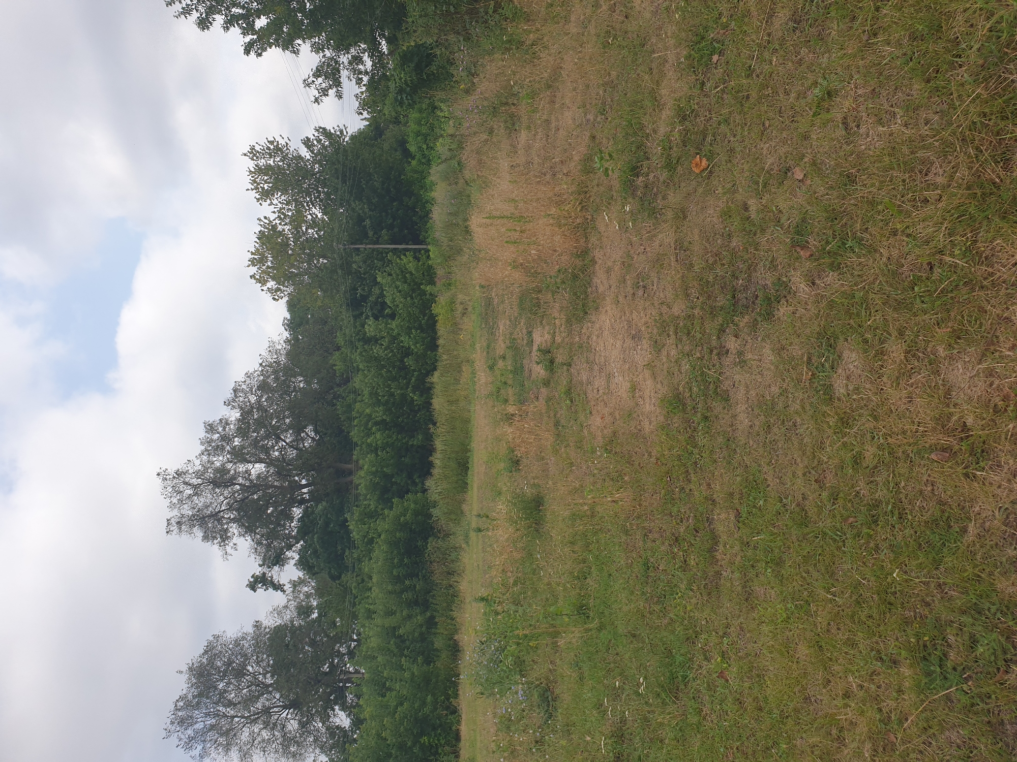 This is a medium shot photograph taken outdoors, on a cloudy day, in what appears to be a rural or undeveloped area of Lozovyi Yar, Ukraine. The foreground consists of dry, patchy grass and some dirt. A faint dirt path is visible leading through the grass. In the midground, there is a dense line of trees and bushes. In the background, more trees are visible, with utility poles and wires also present. The sky is overcast with some lighter patches of clouds. There are no people or animals visible in the image. The overall impression is of an overgrown, somewhat neglected outdoor space.