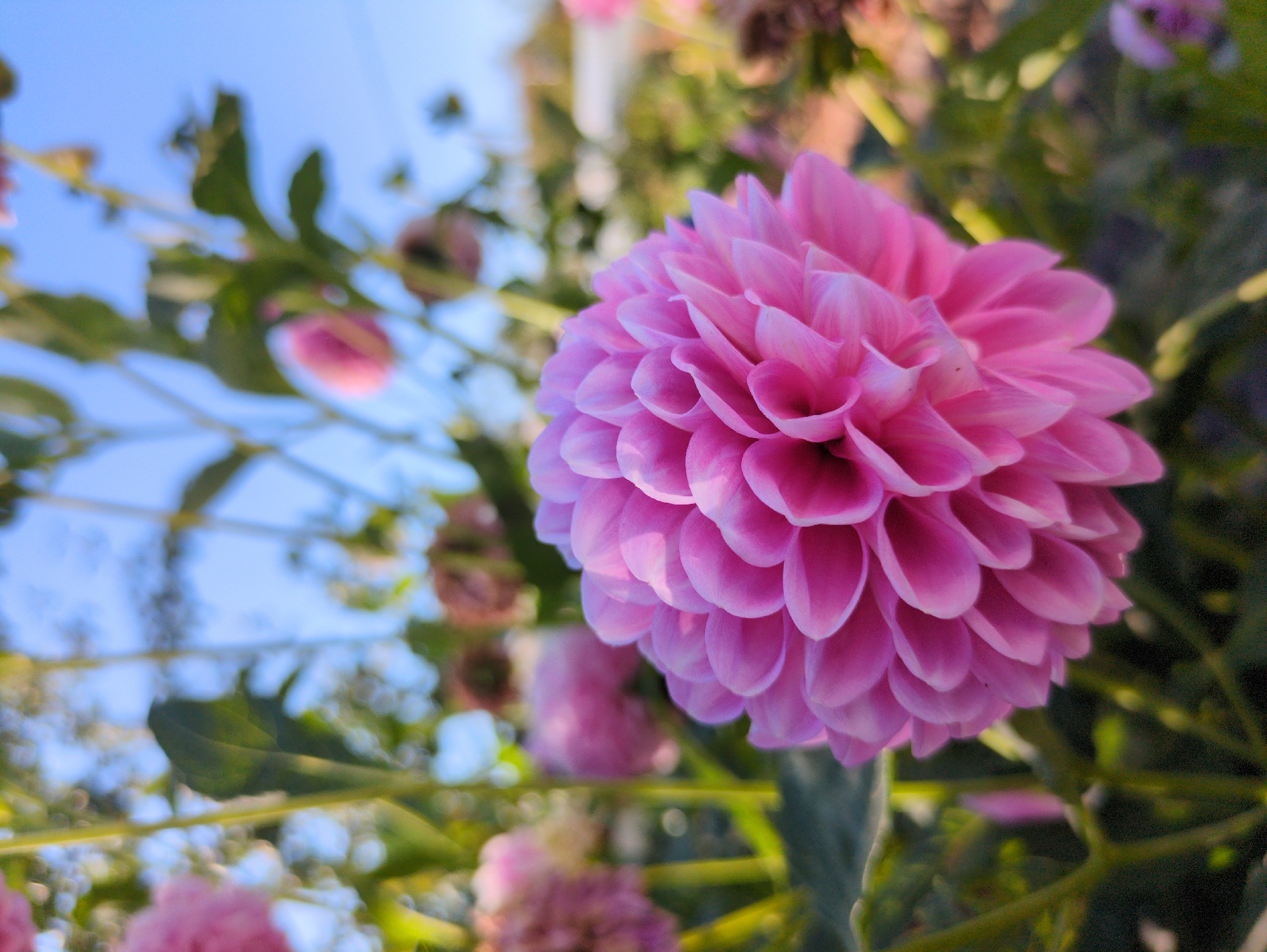 The image displays a close-up of a vibrant pink dahlia flower in the foreground, its petals intricately layered. The flower is in focus, while the background is softly blurred, creating a shallow depth of field. Behind the main subject, other pink flowers and green foliage are visible, suggesting a garden setting. The sky, a clear blue, is present in the upper portion of the image, with some branches and leaves silhouetted against it. The overall lighting suggests it is daytime, possibly late afternoon or early morning, given the warm glow on some of the petals. There are no people or specific identifiable landmarks in the image. The image does not provide any information that would indicate its location in Kulebaki, Russia.