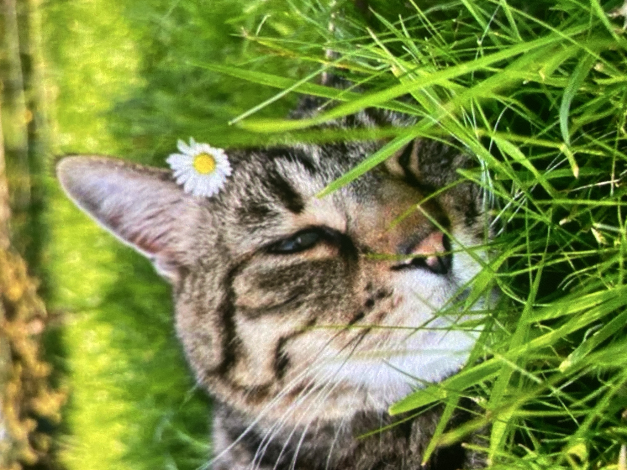 A close-up, horizontal shot shows a tabby cat lying in bright green grass. The cat is facing the viewer with its eyes closed and a small white daisy with a yellow center is perched on its forehead, just above its left eye. The cat's fur is striped with shades of brown, black, and white. Blades of green grass are in the foreground and background, obscuring parts of the cat. The background appears to be a blurred landscape with hints of yellow and green. The image was taken in Ustyvytsia, Ukraine.