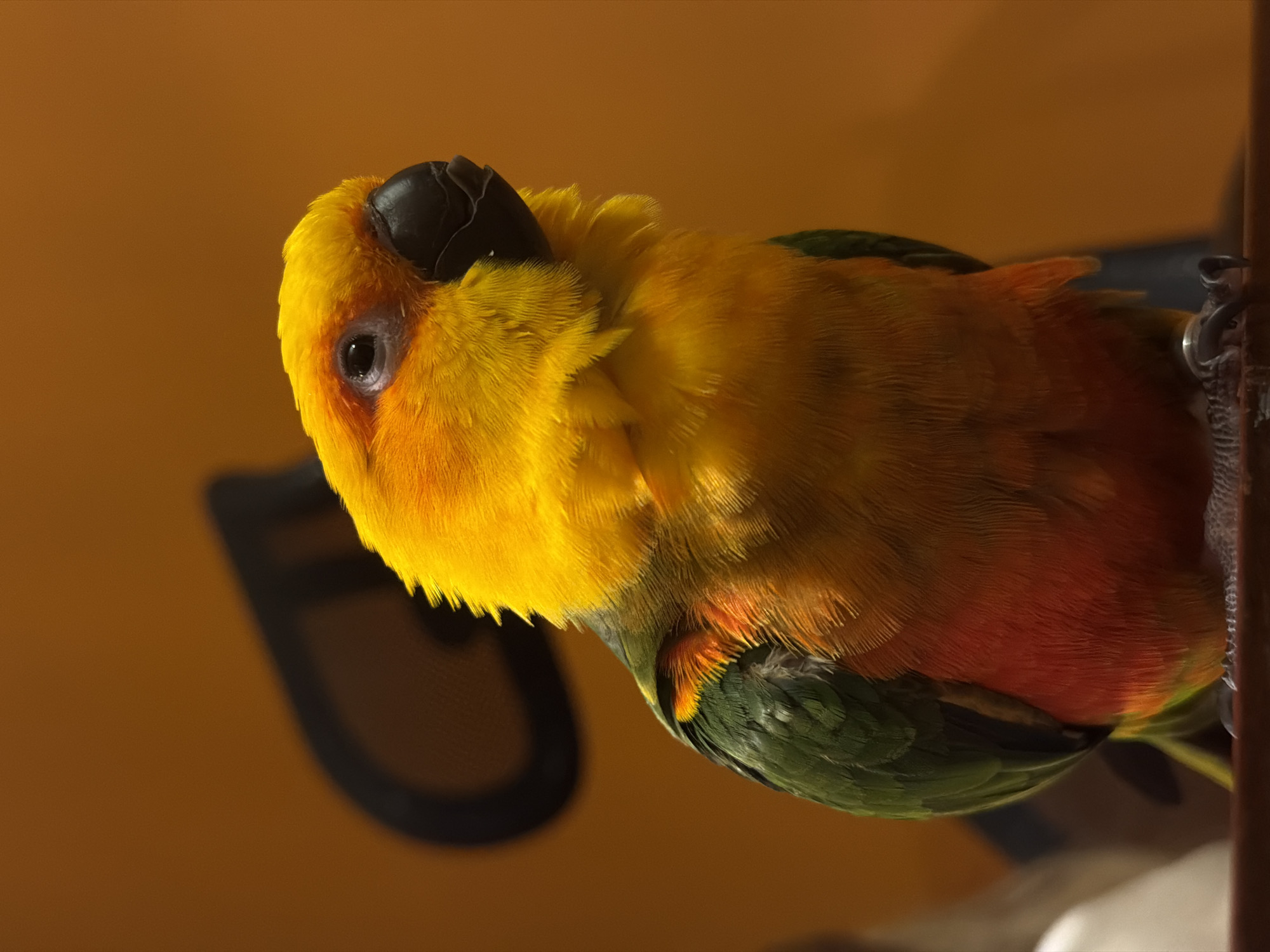 A brightly colored Sun Conure parrot perches on a branch. The bird exhibits yellow plumage on its head and chest, transitioning to orange and green towards its wings and tail. It has a black beak and visible eye. The background is a plain brown color, with an indistinct dark shape partially visible behind the bird. The bird's claws hold onto the branch at the right. The image does not depict any identifiable elements of the city of Khimki, Russia, nor are there any people visible.