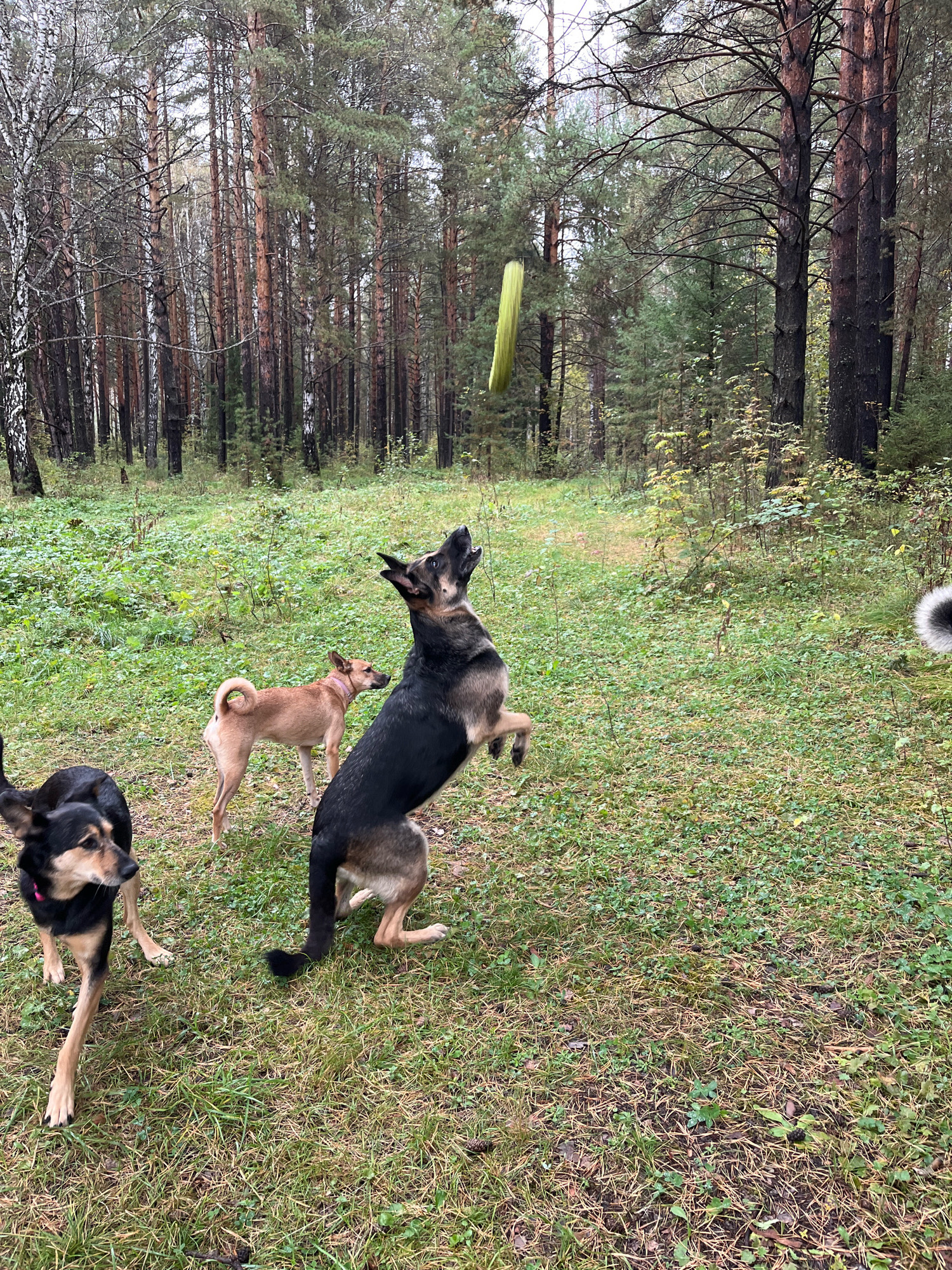 In a forest clearing with scattered pine needles and green foliage, three dogs are engaged in an outdoor activity. A German Shepherd, with its mouth open and hind legs in the air, is jumping to catch a green, elongated object suspended mid-air. To its left, a tan-colored dog stands looking towards the jumping dog. In the foreground on the left, a black and tan dog with a pink collar is looking towards the right. The environment is a dense forest with tall trees, indicative of a temperate climate. This scene is set in Nizhny Tagil, Russia.