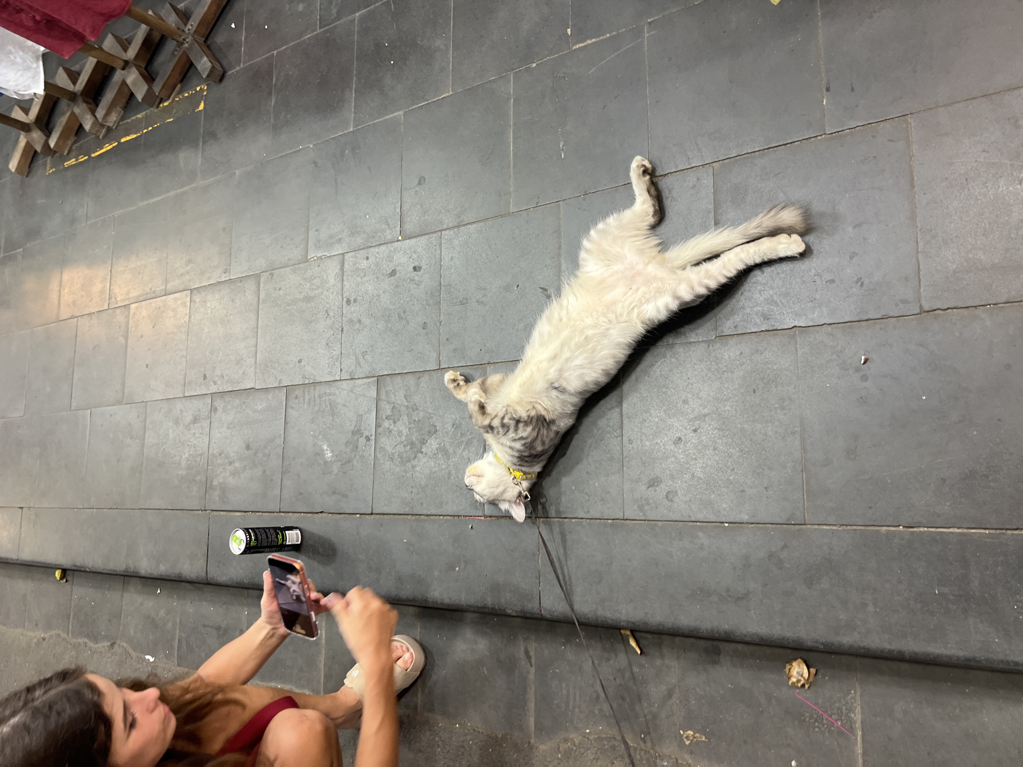 The image depicts a scene from Hoi An, Vietnam, featuring a person and a cat. The ground is paved with dark gray square tiles, with a slight elevation in the foreground.
The main subjects are a person and a light-colored cat with gray tabby markings. The person, partially visible from the chest down, is holding a smartphone and appears to be taking a picture or video. They are wearing a dark red top and light-colored sandals. Next to them on the ground is a black can with green accents, which appears to be a beverage can, possibly a Monster Energy drink, given the prominent green logo and text.
The cat is lying on its back in the middle of the tiled area, with its legs extended upwards, exhibiting a relaxed posture. It is wearing a yellow collar with a leash attached. The cat's face is turned towards the person.
In the background, there is a wooden structure with some red and white fabric draped over it, suggesting it might be part of a stall or a decorative element. A thin yellow line is painted on the tiles near the wooden structure.
The lighting suggests it is daytime, and the shadows are not particularly harsh, possibly indicating overcast conditions or late afternoon. The overall mood appears casual and relaxed, with the person documenting the playful or resting cat. The presence of the beverage can suggests a break or a moment of leisure. The tiled flooring and the style of the wooden structure are consistent with the architectural aesthetics found in Hoi An.
