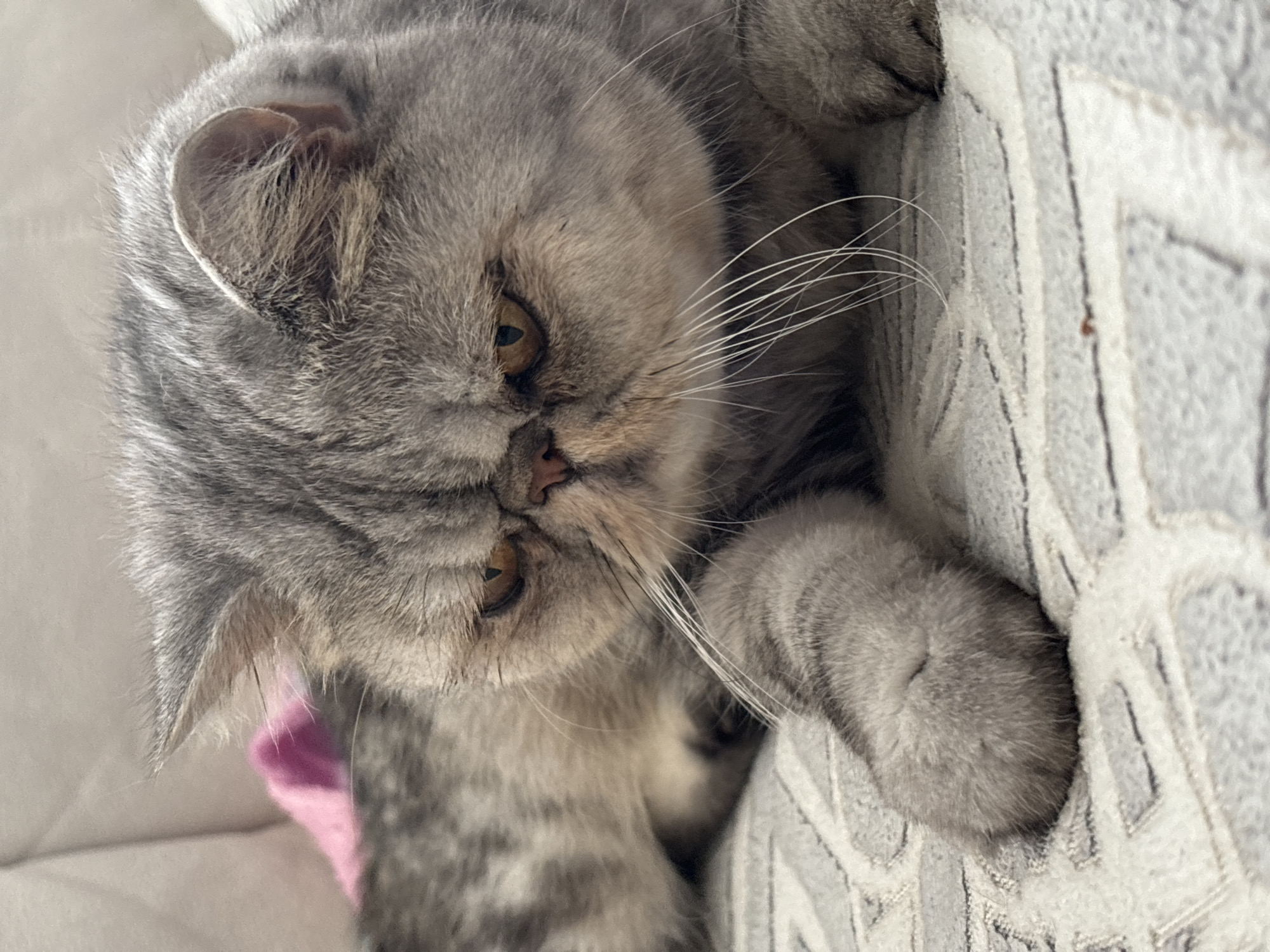 A close-up shot of a grey Persian cat with distinctive flat facial features and large, expressive amber eyes is captured. The cat is lying down on a textured grey and white blanket. Its left paw is extended forward. In the background, a blurred pink object is visible against a neutral-colored surface, possibly a sofa. The lighting is soft, highlighting the cat's fur and facial details. No specific location in the city of Chaikovsky, Russia is identifiable from the image.