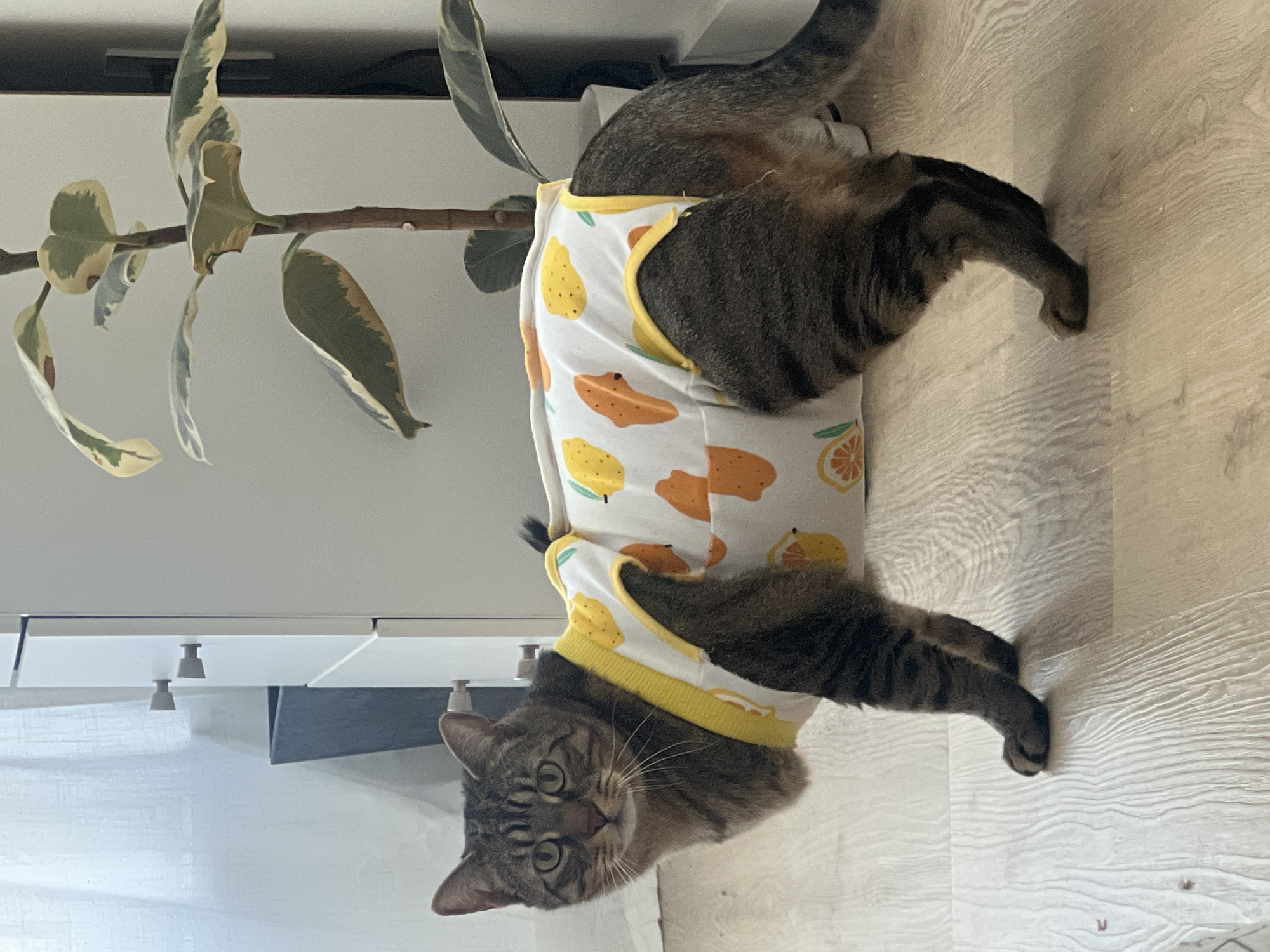 An indoor domestic scene is depicted within a residence in New York, United States of America. A short-haired tabby cat stands prominently in the center-left, facing slightly towards the viewer's left. The cat wears a white garment adorned with yellow lemons and orange citrus slices, featuring yellow trim around the neck and leg openings. Its head, legs, and tail remain exposed. The cat possesses green eyes, dark brown and black striped fur, and prominent white whiskers, maintaining a direct gaze forward. The animal stands on a light-colored, wood-grain laminate or plank floor. In the background to the left, a white curtain partially covers a window, adjacent to a white cabinet with two visible grey drawer pulls. A dark grey rectangular object is partially visible behind the cabinet. To the right, a variegated Ficus houseplant with green and cream leaves is visible, rooted in a white planter, positioned against a light-colored wall. The cat is stationary, standing on all four paws. No human subjects are present, and no direct interactions are depicted.