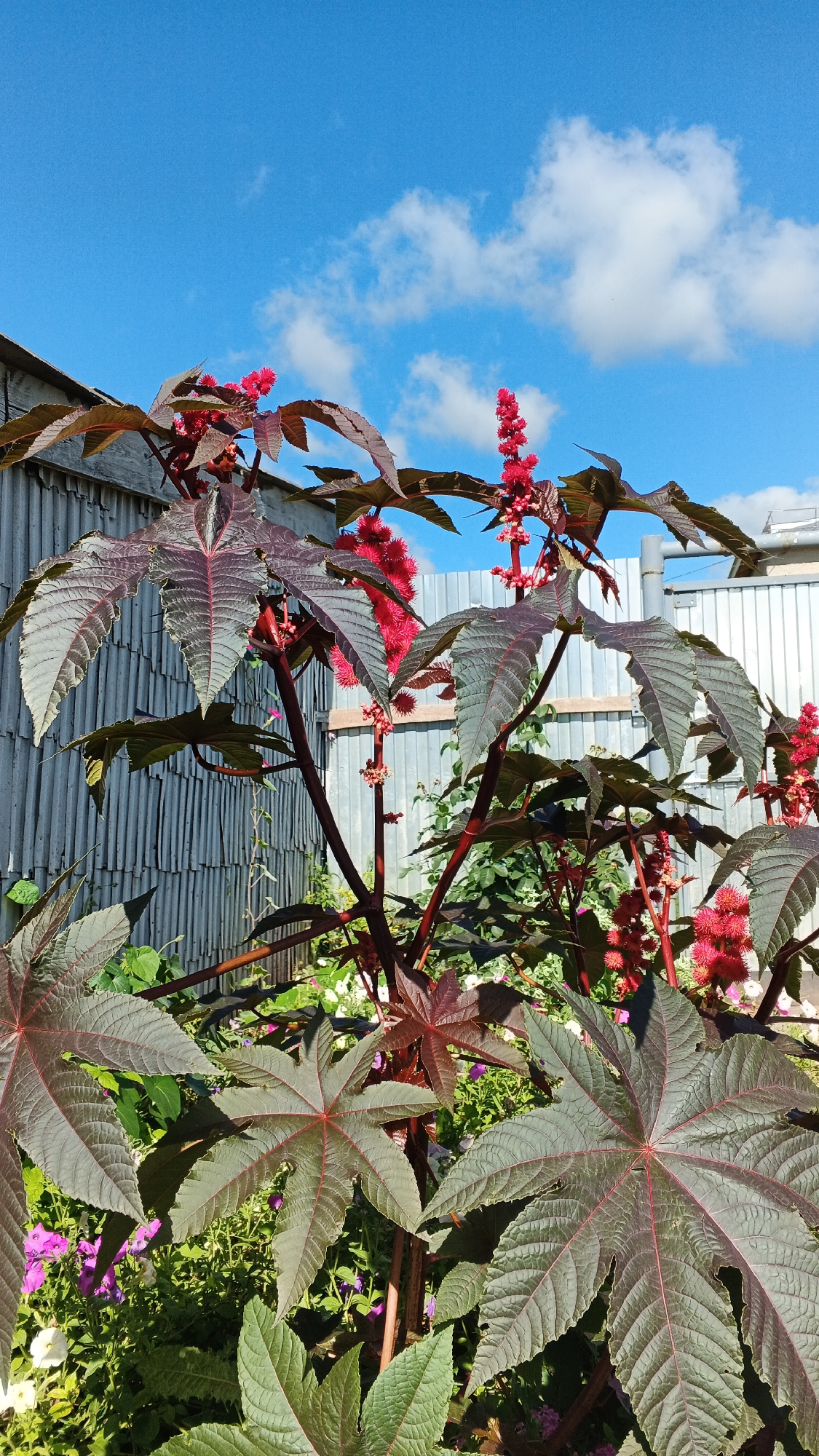 The image shows a close-up of a castor bean plant with large, dark red leaves and spiky red flower clusters. The plant is set against a backdrop of a corrugated metal fence and a bright blue sky with scattered white clouds. In the foreground, there are some smaller, flowering plants with purple and white blossoms. The scene is lit by natural sunlight, casting shadows on the leaves and fence. The setting appears to be an outdoor garden or yard.