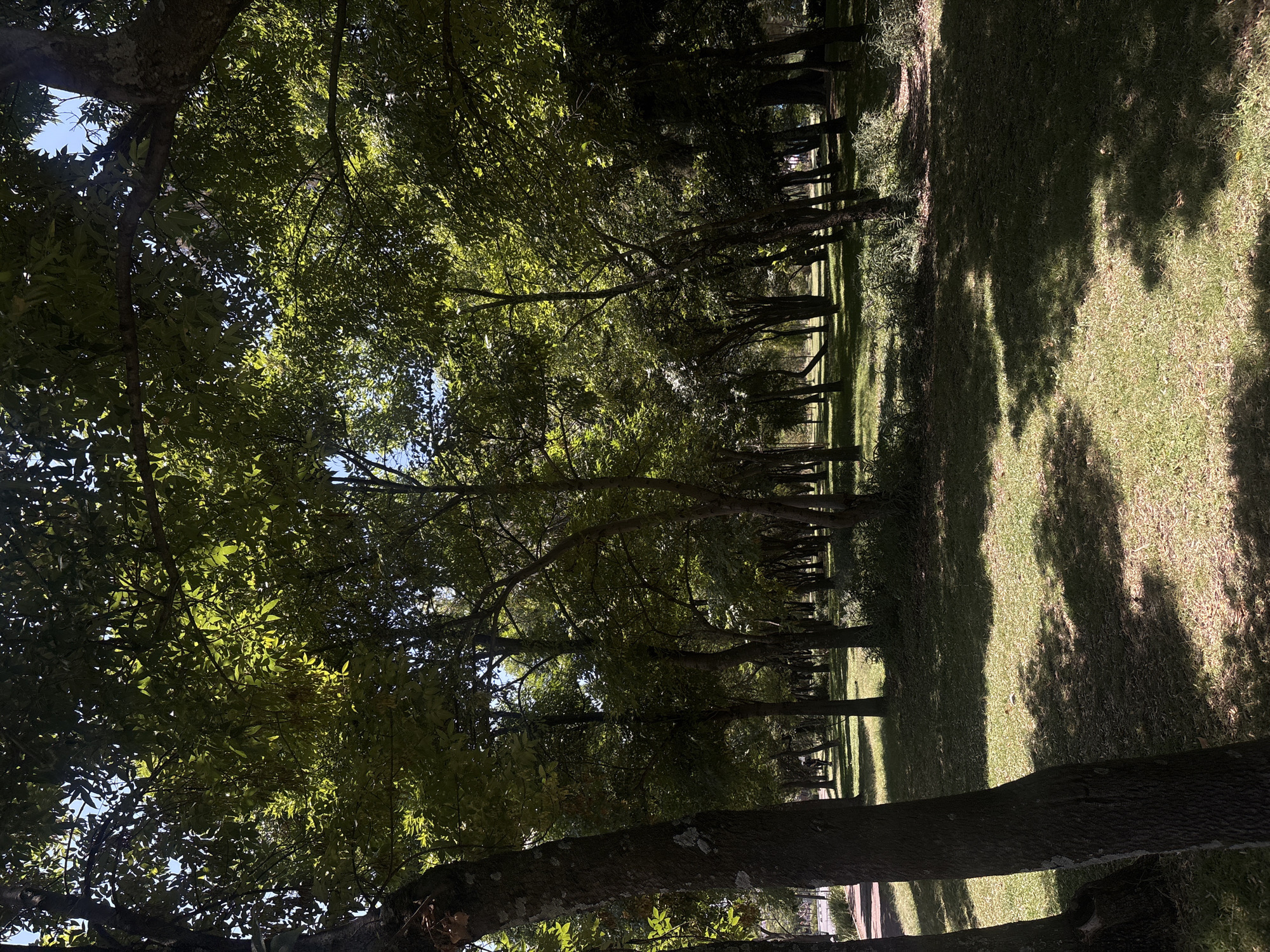 The image displays a serene park or wooded area in Mexico City, Mexico, characterized by numerous trees and expansive grassy ground. The primary subjects are tall trees with dense green foliage forming a natural canopy overhead, through which patches of clear blue sky are visible. Sunlight streams through the leaves, creating bright highlights on some sections of the canopy and casting prominent, elongated shadows across the grassy areas.
The scene depicts a sunny day, likely morning or late afternoon, given the length and angle of the shadows. The ground is covered in lush green grass, alternating between sunlit and shaded areas. No specific human activity or event is taking place; the image captures a tranquil natural landscape. The tree trunks are dark and textured, some exhibiting lighter patches, possibly lichen. There is no visible text in the image.