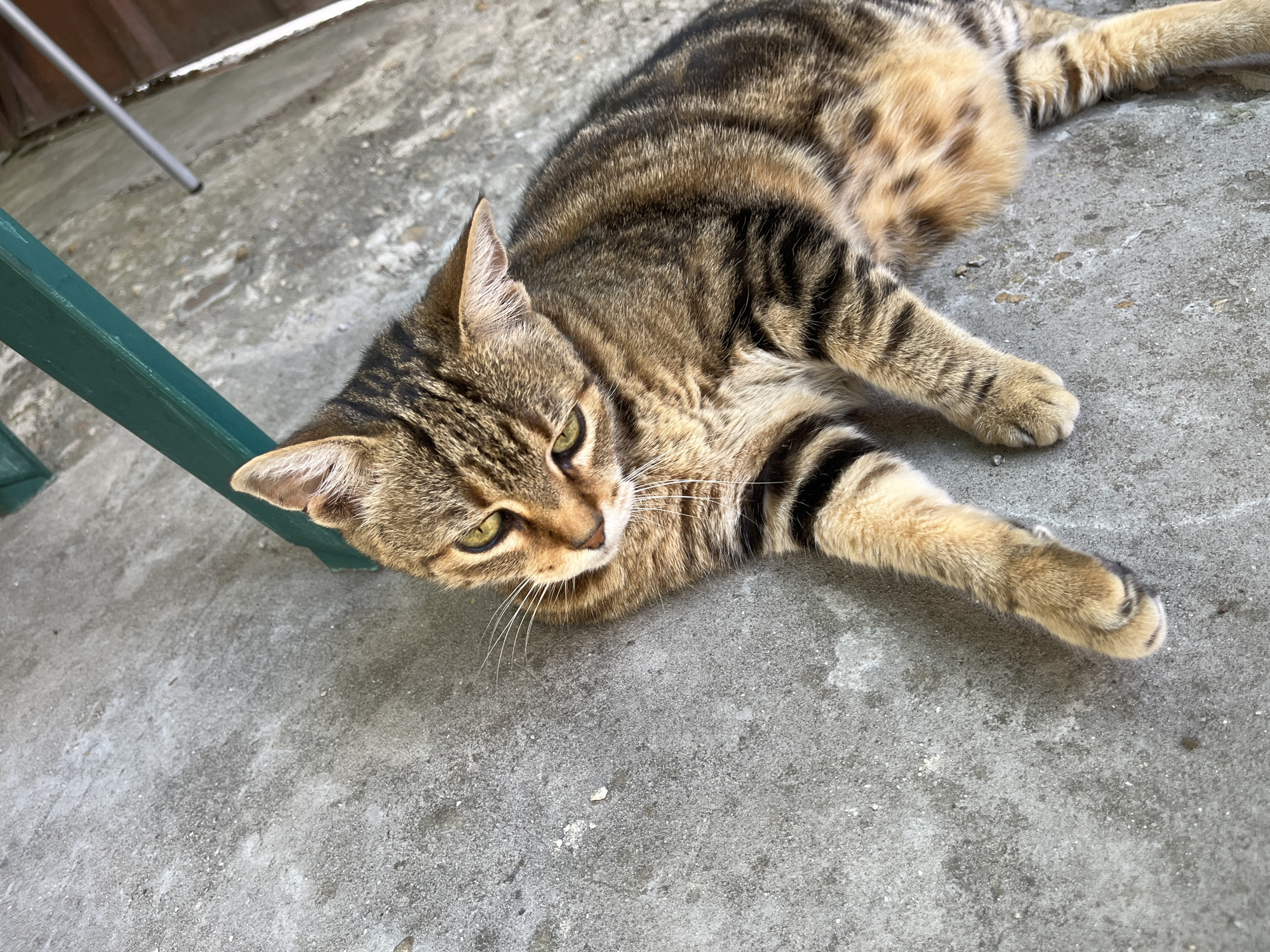A tabby cat with brown and black stripes is lying on a concrete surface outdoors. The cat is facing left with its head tilted slightly down, and its eyes are open and green. Its front paws are extended forward, and its back legs are bent. A portion of a green metal object, possibly a chair or railing, is visible in the upper left corner of the image. The concrete surface appears slightly wet and shows some texture and small debris. The background is blurred but suggests an outdoor setting with hints of a fence or wall. The scene is likely located in a residential yard or public outdoor space in Ruse, Bulgaria, given the concrete ground and the presence of outdoor furniture elements.