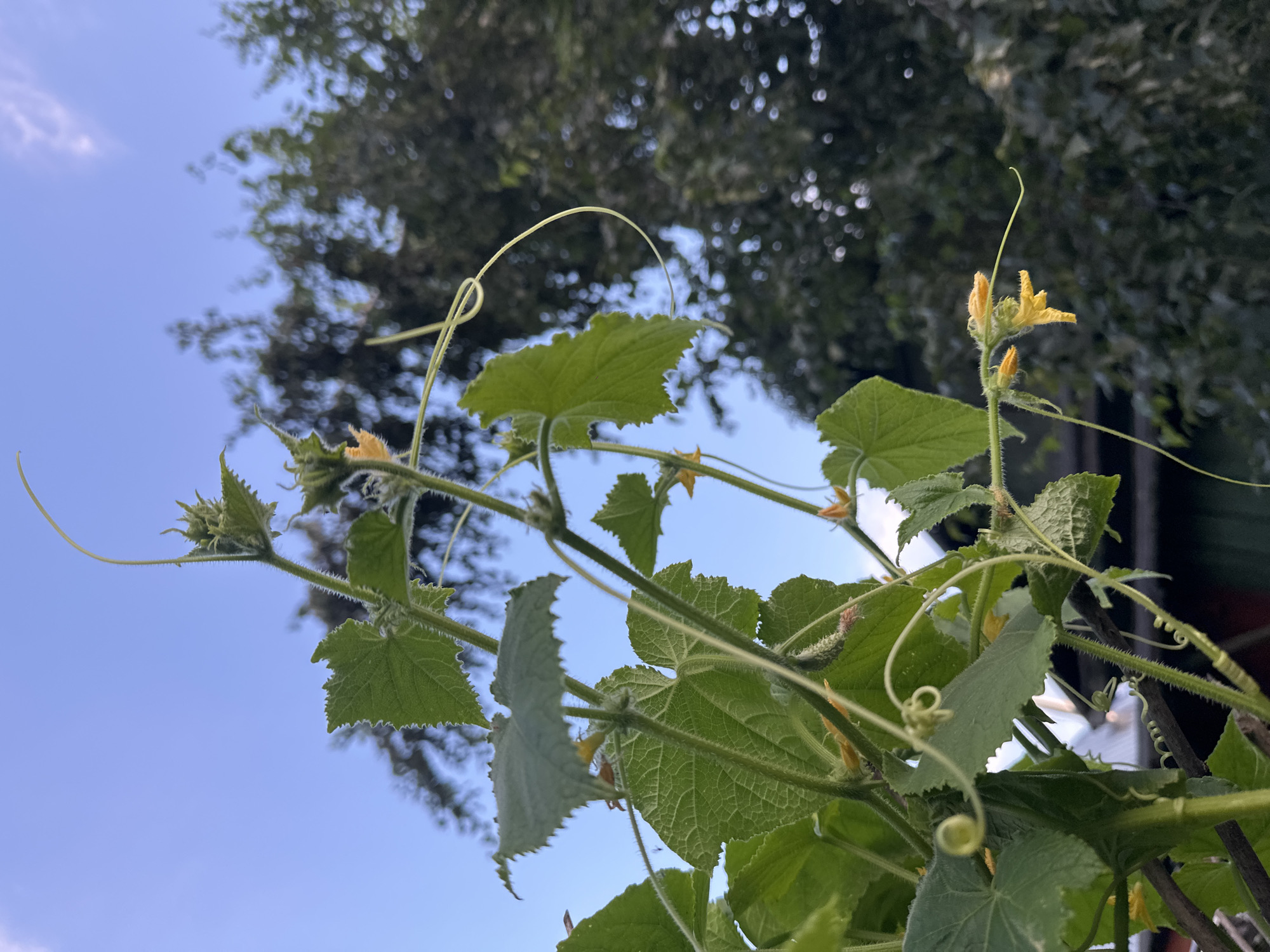 The image shows a close-up of a cucumber plant with green leaves and yellow flowers, reaching towards a clear blue sky. The plant has tendrils that are curling. In the background, the dark foliage of trees is blurred, creating a bokeh effect. The scene appears to be outdoors, likely in a garden or yard, given the presence of the plant and trees. The lighting suggests it is daytime. The image does not contain any people or specific urban features that would indicate a precise location within the city of Biysk, Russia.