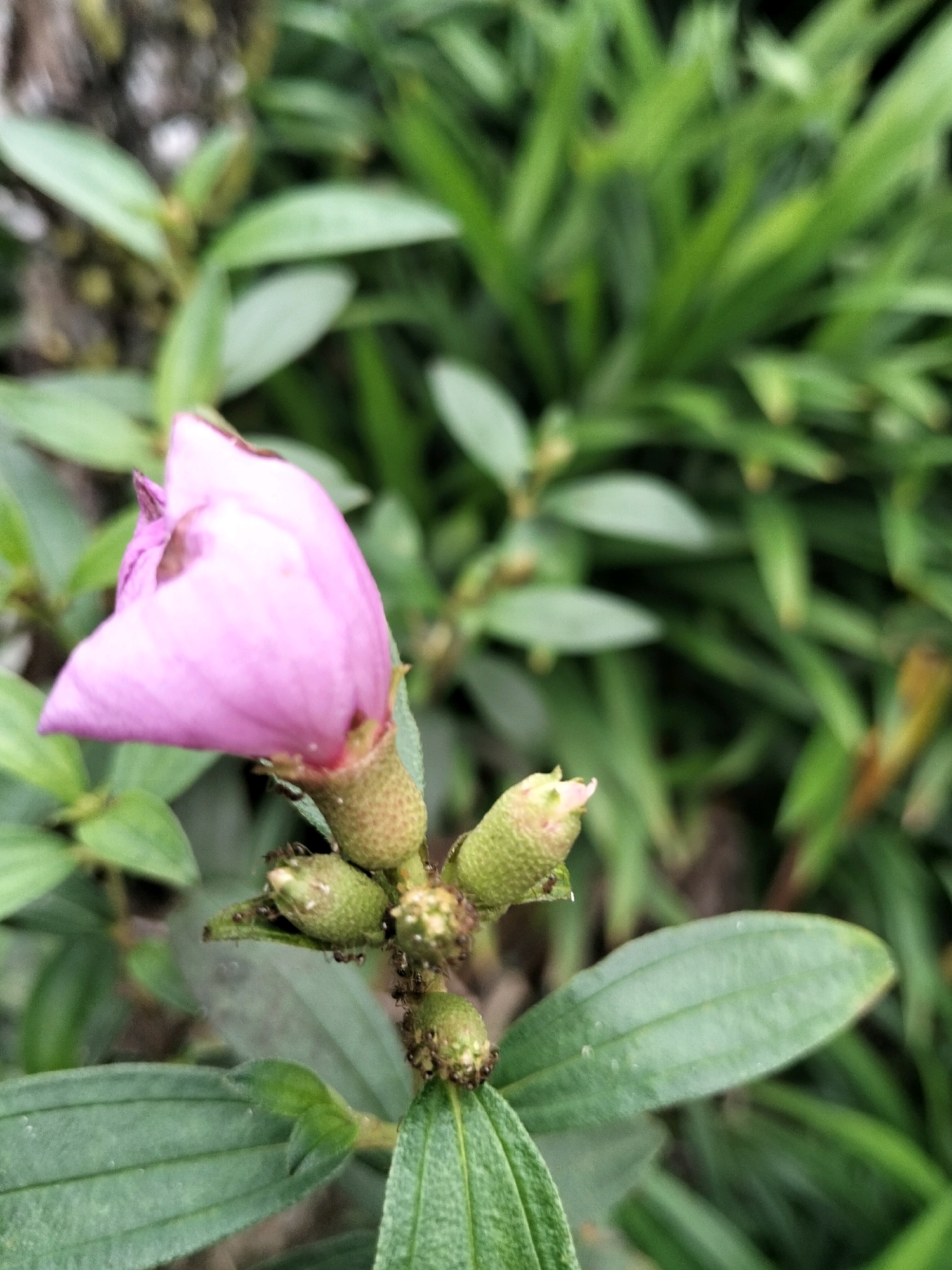 The image shows a close-up of a pink flower bud on a plant with green leaves. The flower bud is pointed and slightly curled. There are several smaller, green, seed-like structures clustered around the base of the flower bud, some of which appear to be covered in ants. The background is blurred and consists of more green foliage, suggesting an outdoor natural environment. There is no visible evidence of the city of Arang Limbung, Indonesia, or any people.