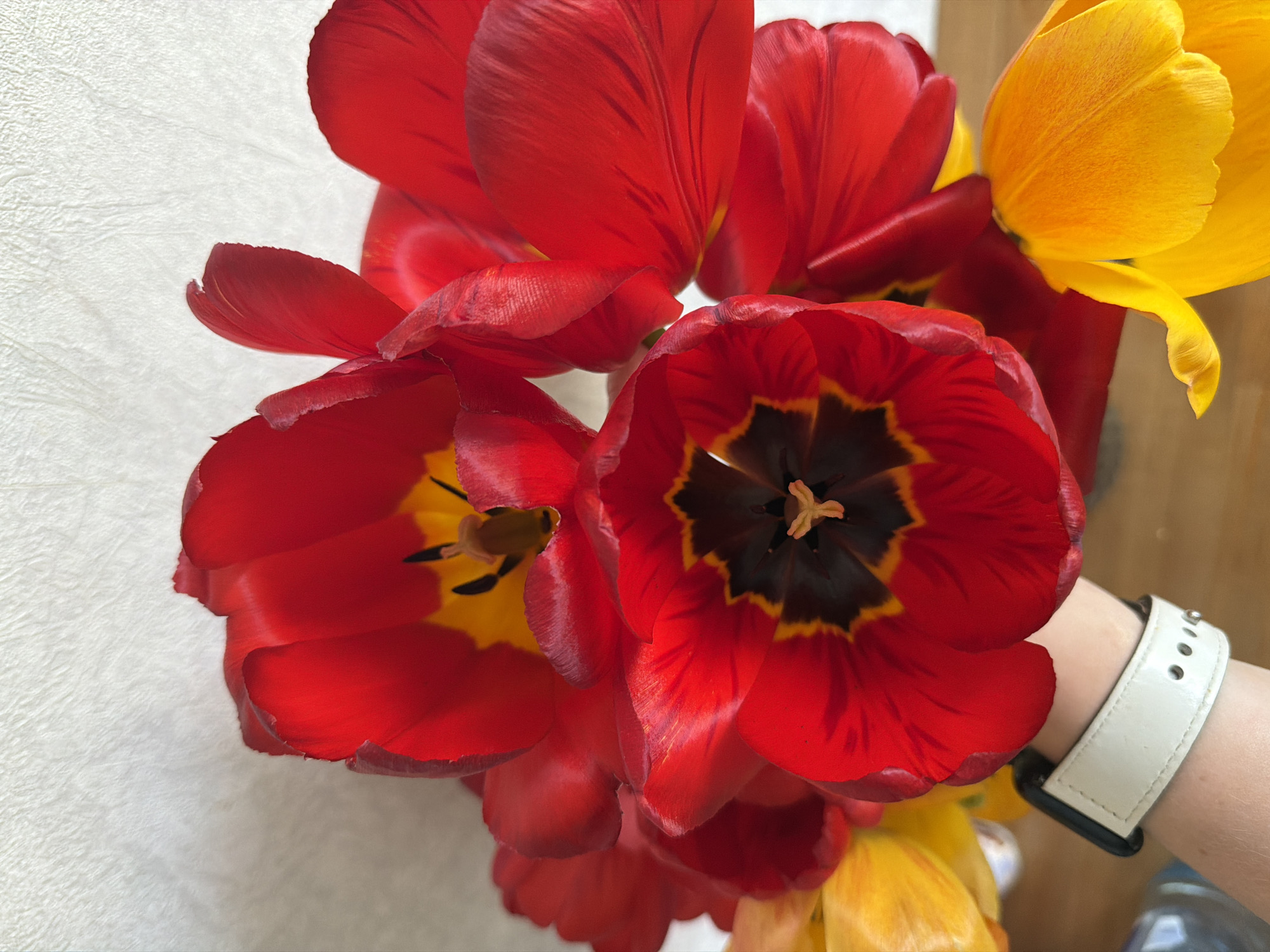 A high-angle close-up shot depicts a cluster of red and yellow tulips. A forearm wearing a light-colored wristwatch extends into the scene from the right. The background is a light textured surface. The location is not specified.
