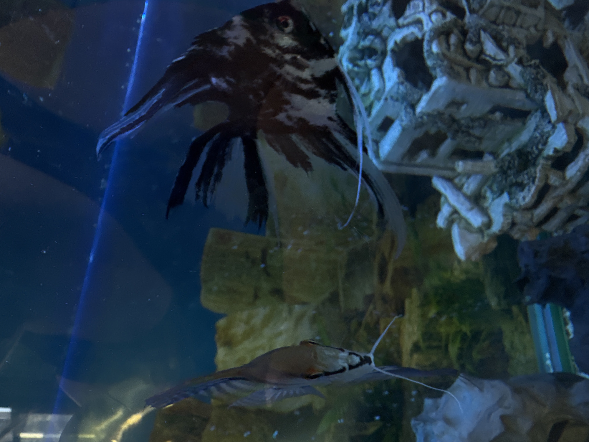 The image depicts an aquarium, likely located in Mikhaylovsk, Russia, though its specific location within the city is not ascertainable from the visual information. Two angelfish are visible. One, a silver angelfish, is positioned on the left, facing forward and slightly angled. It possesses elongated fins and a distinctive long, thread-like filament extending from its chin. The second angelfish, on the right, is a marbled angelfish, characterized by its black and white patterned body and prominent dorsal and ventral fins. It is facing towards the right of the frame. The aquarium contains decorative elements, including artificial rocks and a submerged structure resembling a ruin or treasure chest, all situated within a blue-tinted water environment. The background is dark and indistinct, suggesting the aquarium is within a dimly lit room or space.