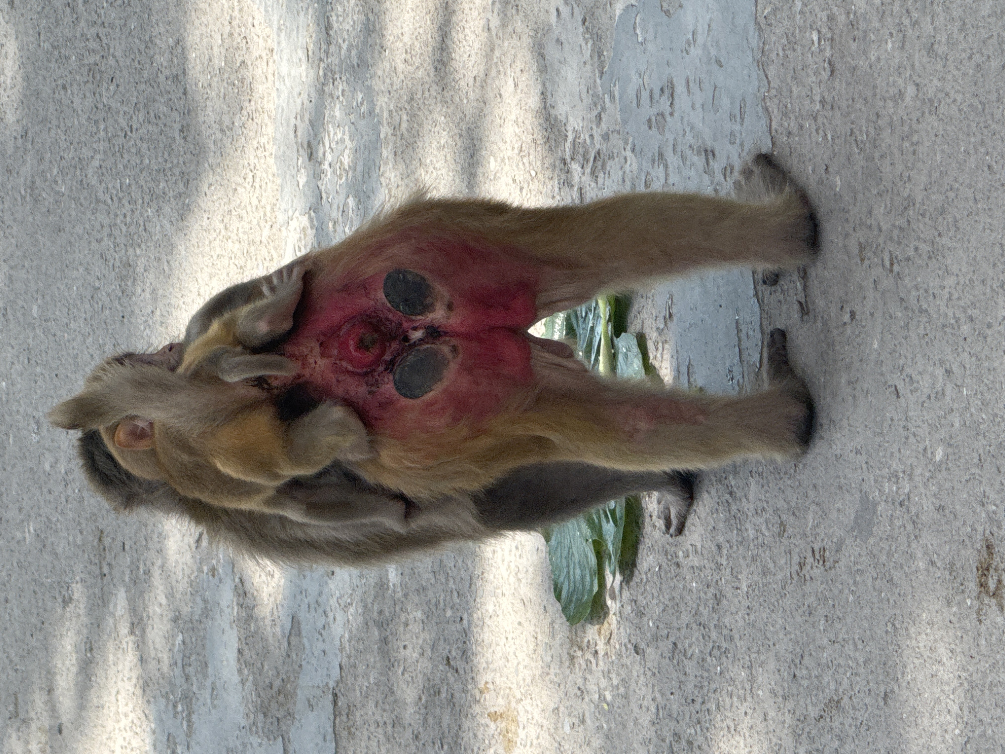 A rear view of a mother monkey is shown, carrying a baby monkey on its back. The mother's rear is prominently displayed, colored bright red with two black ischial callosities. The baby monkey is clinging to the mother's back, partially obscuring her. They are standing on a concrete surface, which appears to be a pathway or road in the city of Rishikesh, India. Sunlight casts shadows on the ground, suggesting it is daytime. A few green leaves are scattered on the ground near the monkeys' feet. The overall scene depicts a common interaction between a mother and her young in a natural or semi-natural urban environment.