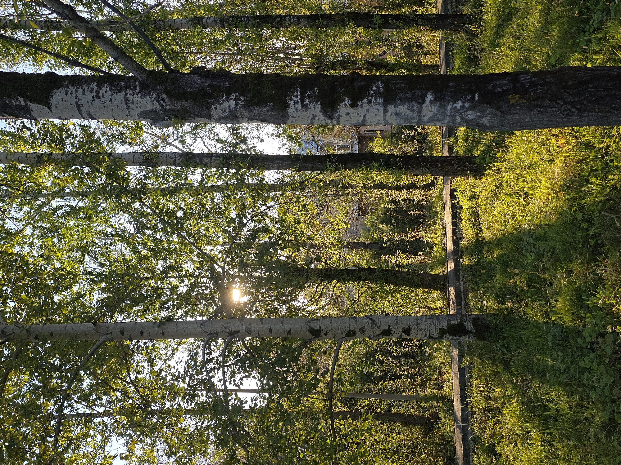 The image depicts a sun-drenched park with a row of tall trees featuring white, mottled bark. The sun's rays filter through the green foliage, casting dappled shadows on the grassy ground. A paved path runs horizontally through the midground, bordered by a curb. In the background, glimpses of a building with a slanted roof can be seen through the trees. The scene is set in Magnitka, Russia.