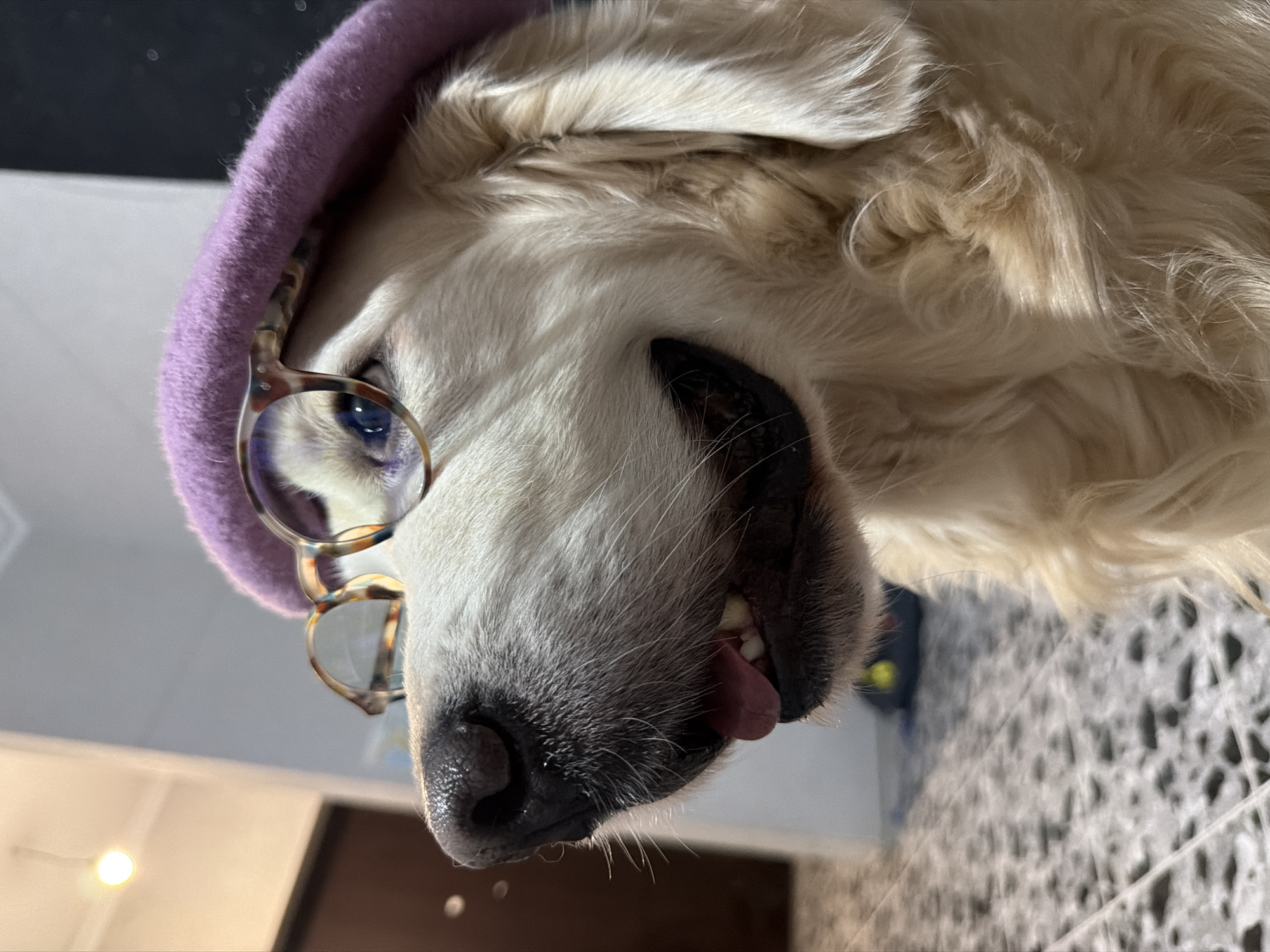 A close-up, rotated portrait features a cream-colored dog, likely a Golden Retriever or similar breed, dressed in a whimsical manner. The dog's head is tilted significantly to the left, occupying the majority of the frame. It wears a soft, purple felt beret on its head and a pair of tortoiseshell-patterned eyeglasses over its snout.
The dog's fur is light-colored, appearing thick and wavy, particularly around its head and neck. Its visible eye, seen through the clear lenses of the glasses, has a distinct bluish reflection. The dog's dark, moist nose is prominent, surrounded by short, greyish-white fur and visible whiskers. Its pink tongue slightly protrudes from its mouth, revealing a glimpse of white teeth, adding to its playful expression.
The background is blurred, indicating an indoor setting. Elements like a light-colored wall, a light source (possibly a lamp or window reflection), and a patterned floor, which appears to be light-colored tiles or a rug with a dark, geometric design, are faintly visible. The lighting is bright and even, suggesting a daytime scene. There is no visible text. The overall image captures a charming and humorous moment, depicting a dog in a costume, possibly taken in a home in Tbilisi, Georgia.
