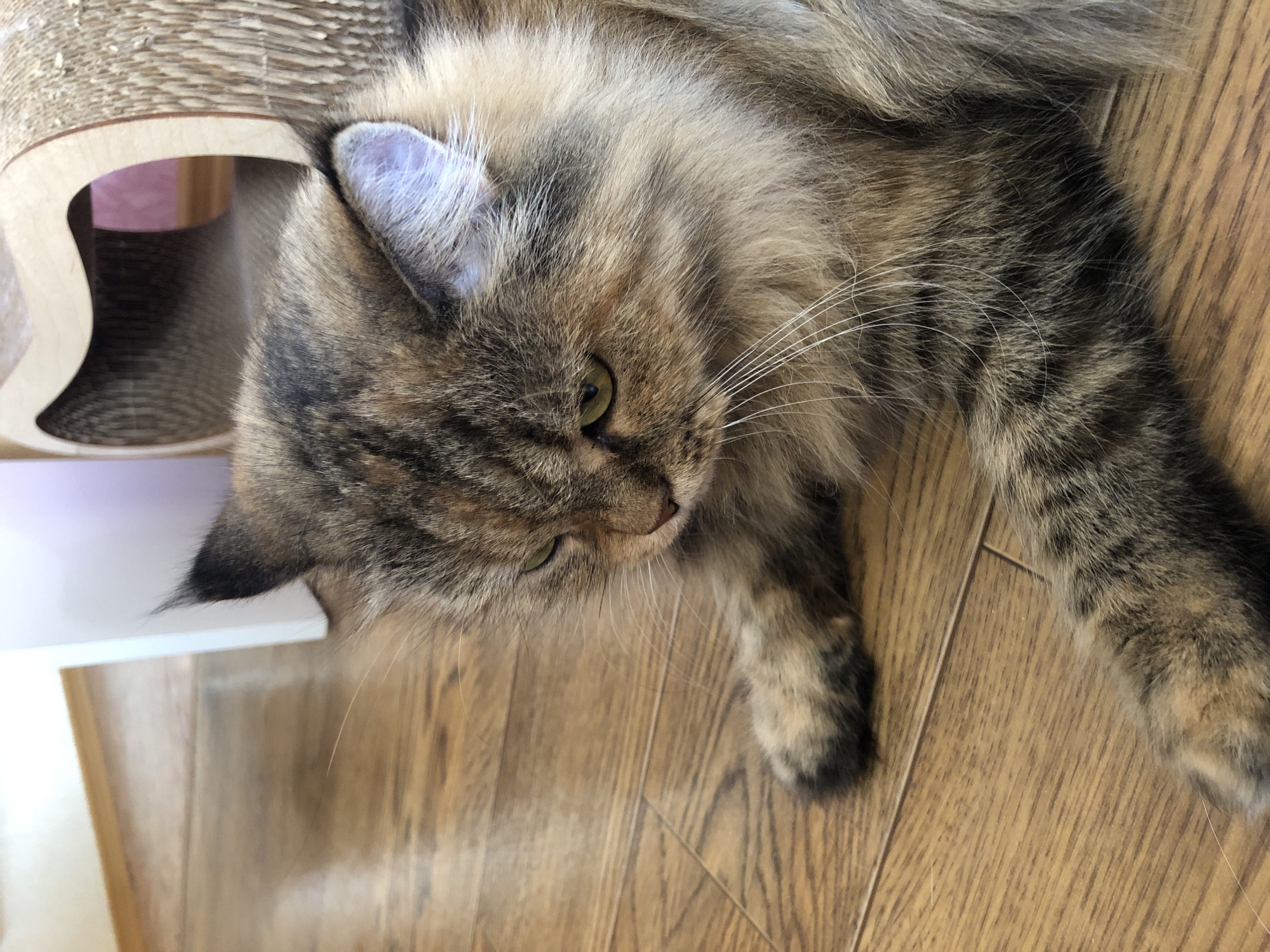 A long-haired tabby cat with green eyes is lying on a wooden floor. The cat is in the foreground and takes up most of the frame. Its fur is a mix of brown, black, and orange. The cat is looking down and to the left. In the background, there is a white piece of furniture and a cat scratching post. The lighting is natural and appears to be coming from a window. The scene is indoors in an unspecified location.