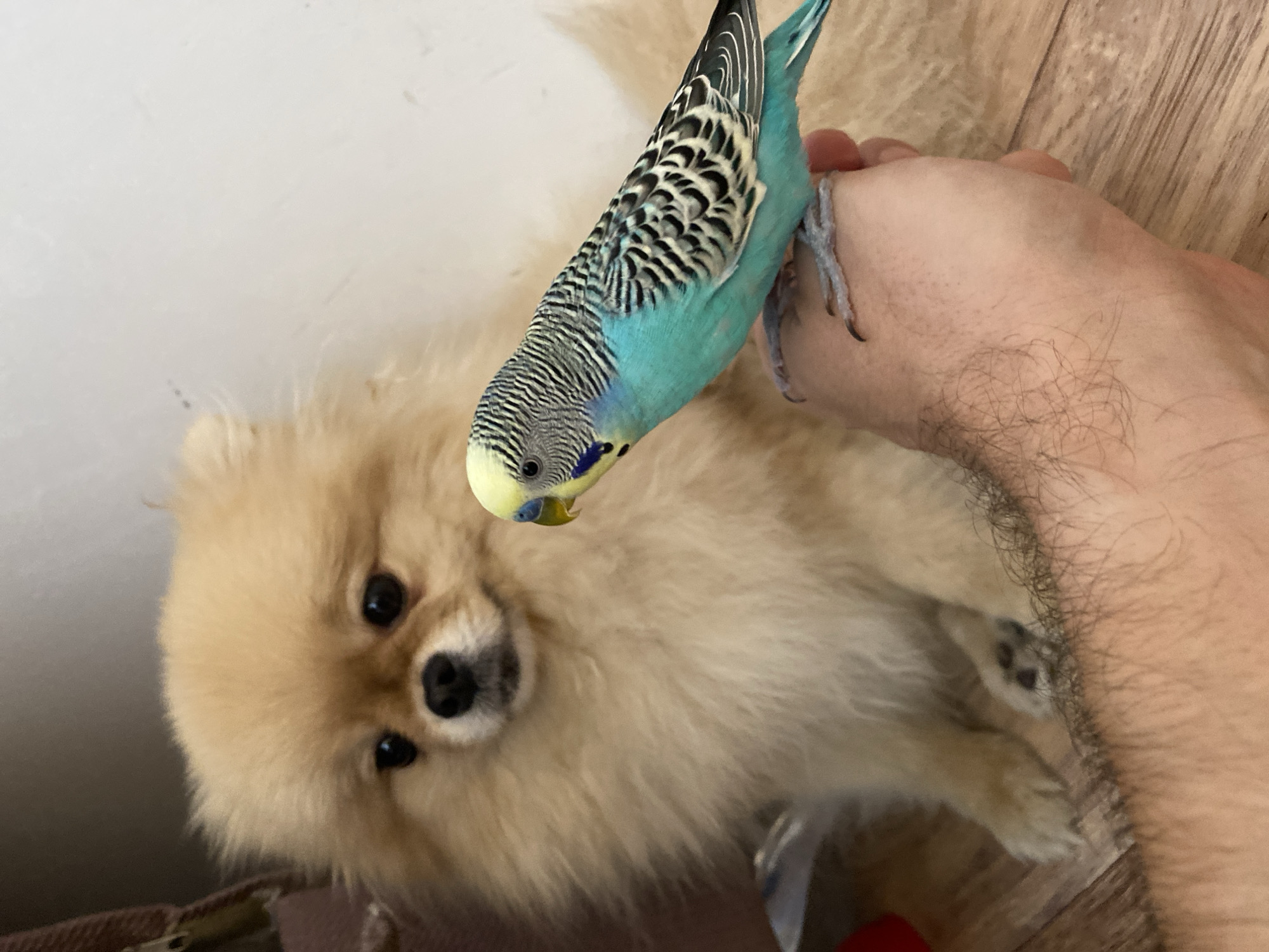 A close-up shot features a light-tan Pomeranian dog with dark eyes and a black nose looking directly at the camera. Positioned above the dog is a blue and black parakeet perched on a human hand, oriented upside down. The human hand, with visible hair, holds the parakeet. The background is a combination of a light-colored wall and a wood-grained surface. The scene's location is Unknown, Unknown.