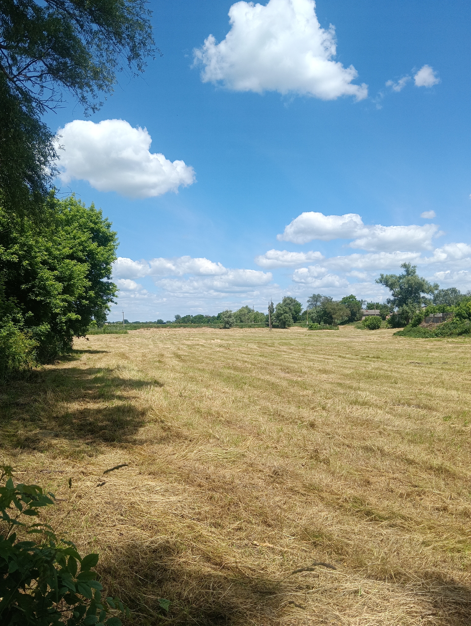 A bright, sunny day is depicted with a wide, mown field in the foreground. The field is covered in dry, yellow grass, laid out in neat rows, suggesting it has recently been harvested. To the left, a large, dense green tree casts a shadow across a portion of the field. In the background, a line of trees and bushes forms the horizon, with a few scattered houses visible amongst them. The sky is a vibrant blue, dotted with fluffy white clouds. The overall scene is pastoral and serene, indicating a rural or semi-rural setting.