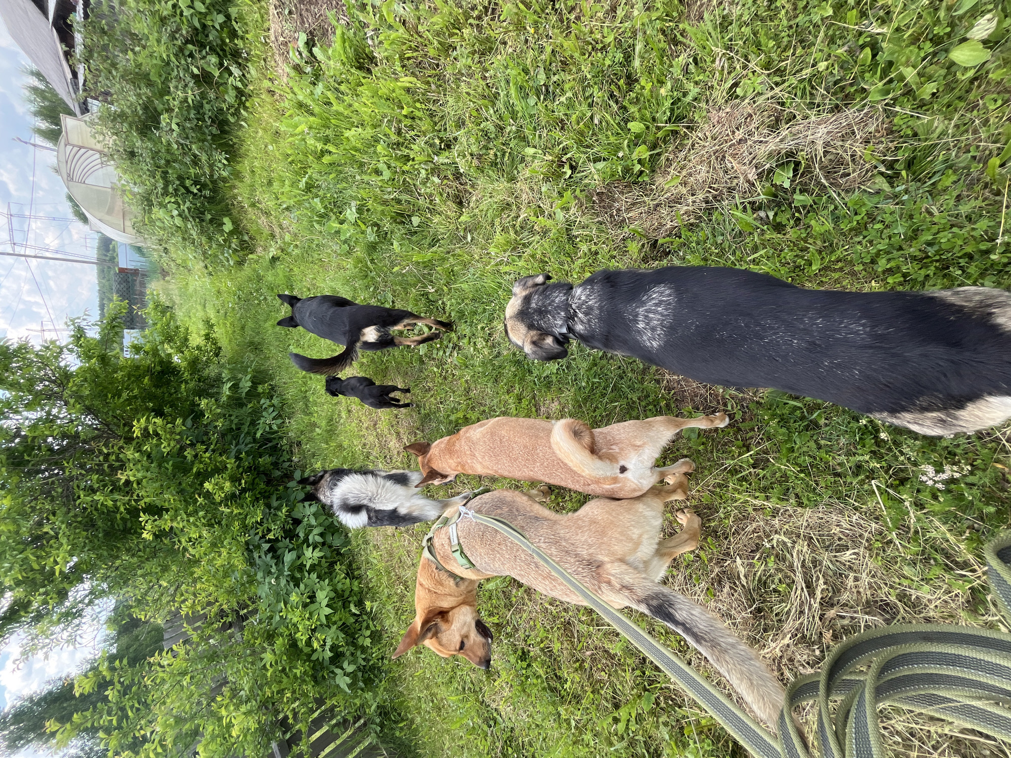 A group of six dogs are walking on a grassy path in a rural area. The path is lined with lush green vegetation and trees. In the background, there is a greenhouse and a wooden fence. The sky is partly cloudy. The dogs include a large tan dog with a green leash, a medium-sized tan dog, a medium-sized black and white dog, a small black dog, and a larger black dog with grey markings on its back. The dogs appear to be moving away from the camera. The setting resembles a backyard or a path leading to a rural property, possibly in a suburban or village area of Nizhny Tagil, Russia, given the presence of typical dacha (summer house) infrastructure like a greenhouse and wooden fencing.