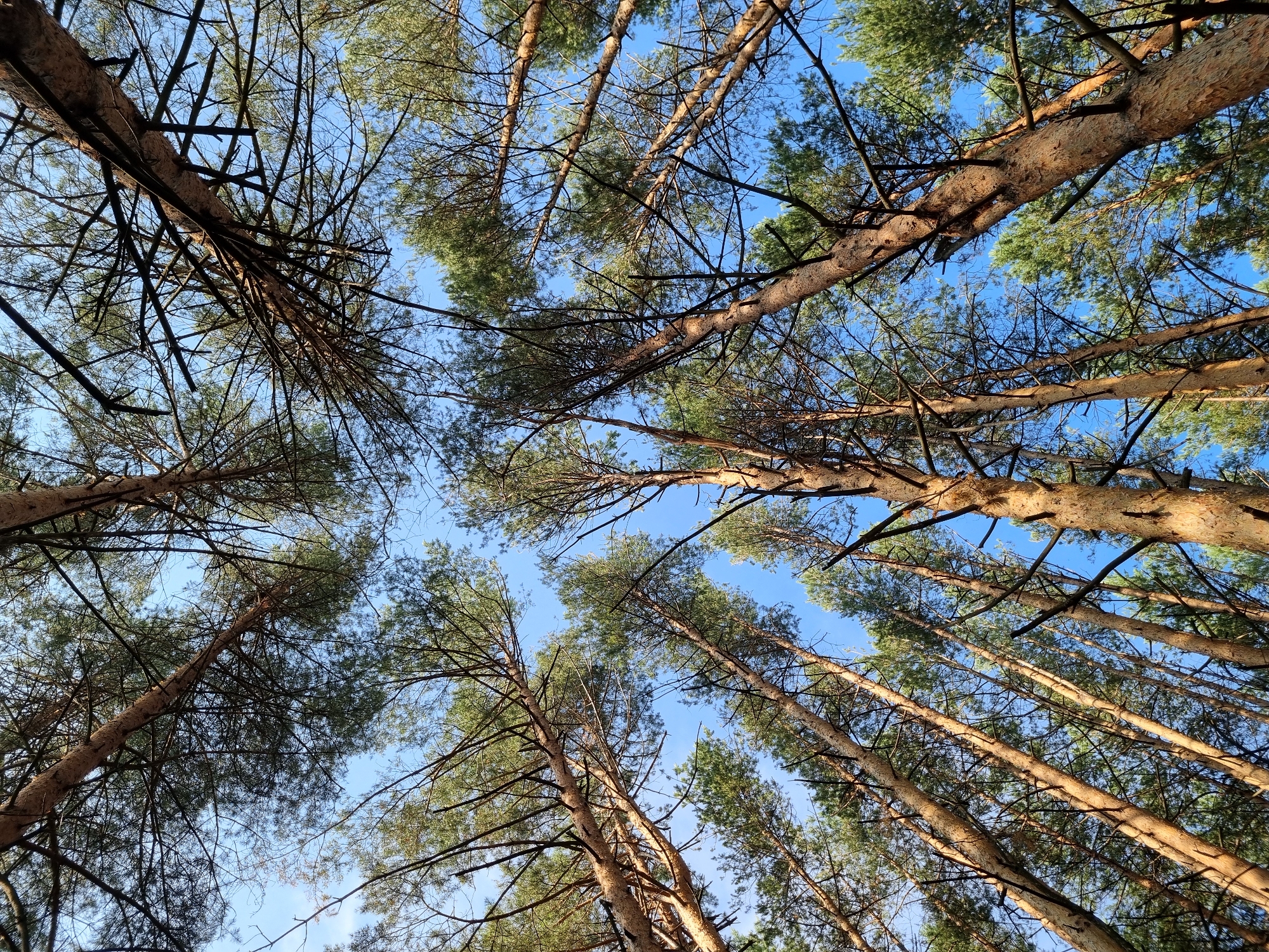 The image is a low-angle shot looking up through a forest of tall pine trees. The sky is a clear, bright blue. The tree trunks are a light brown and appear rough, with some visible bark texture. The branches are numerous and spread out, covered in green pine needles. Some of the branches are bare and darker. The overall impression is of a dense, natural forest environment. The image does not provide any information about the city of Chaikovsky, Russia, or any people or specific actions.