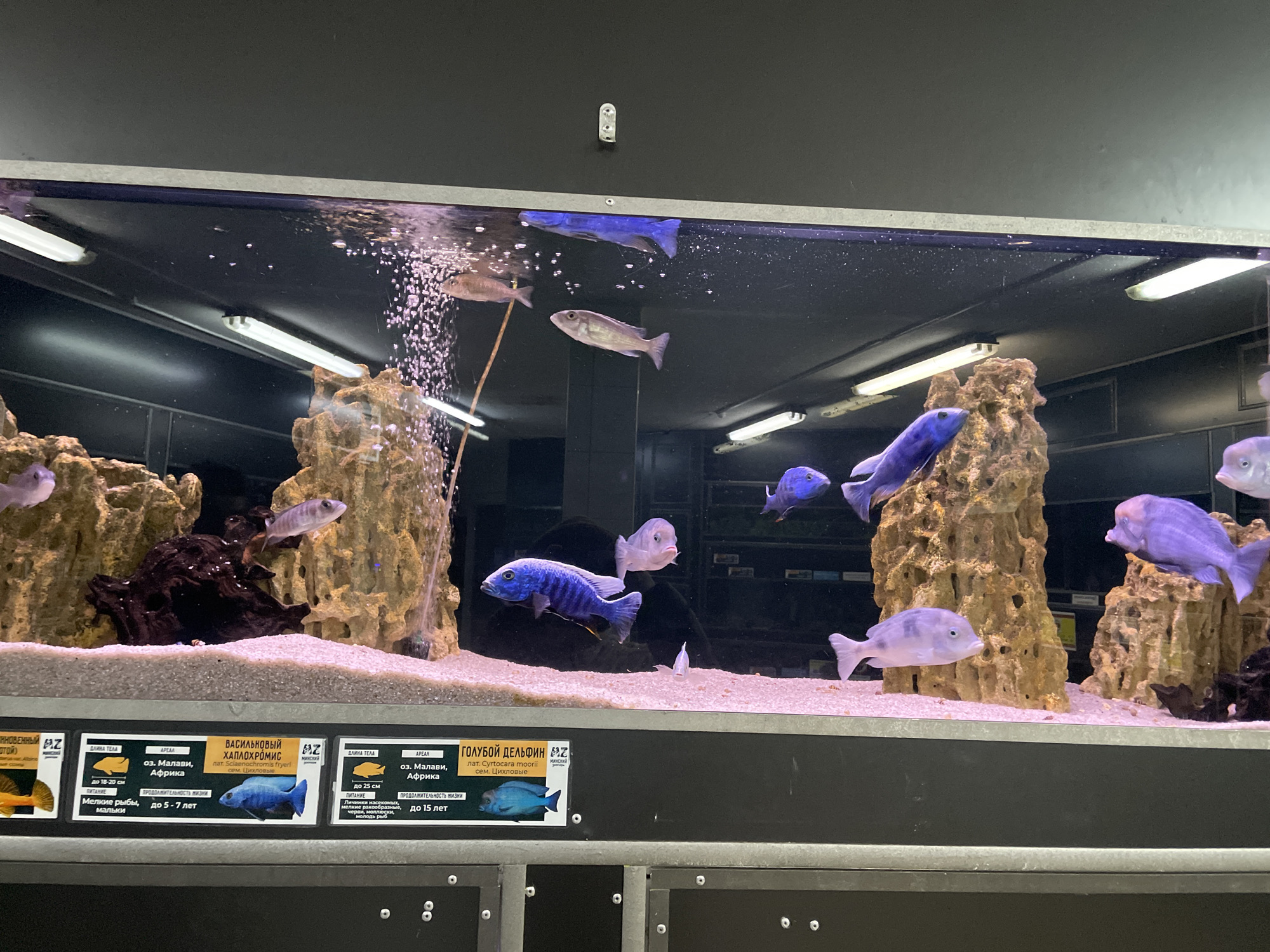 The image captures an indoor aquarium display, likely in a pet store, showcasing a variety of cichlid fish. The scene features a large glass tank with several fish swimming gracefully.
The primary subjects are the fish themselves, which exhibit a range of blue, purple, and silvery-white hues. Prominent among them are vibrant blue fish with distinct stripes and lighter-colored fish with a more uniform appearance. The aquarium is decorated with light-colored sand on the bottom and several intricate, rocky formations that provide hiding spots and visual interest. Air bubbles are visible rising from the left side of the tank, indicating an aeration system.
Reflections of overhead fluorescent lights and the dark room ceiling are visible on the water's surface and the top interior of the tank, adding depth to the visual. Below the aquarium, information cards are displayed, providing details about the fish species in Russian.
Visible text on the information cards identifies two species:
1. **"ВАСИЛЬКОВЫЙ ХАПЛОХРОМИС" (Cornflower Hap), Latin: *Sciaenochromis fryeri*, Family: Cichlidae.** Details include: body length up to 18-20 cm, diet of small fish and fry, habitat Lake Malawi (Africa), and lifespan of 5-7 years.
2. **"ГОЛУБОЙ ДЕЛЬФИН" (Blue Dolphin), Latin: *Cyrtocara moorii*, Family: Cichlidae.** Details include: body length up to 25 cm, diet of worms, mollusks, and fry (partially visible), habitat Lake Malawi (Africa), and lifespan of up to 15 years.
The text also includes "MZ Минский," suggesting the location is Minsk, Belarus, and possibly a brand name. The overall impression is a well-maintained and informative display of aquatic life.