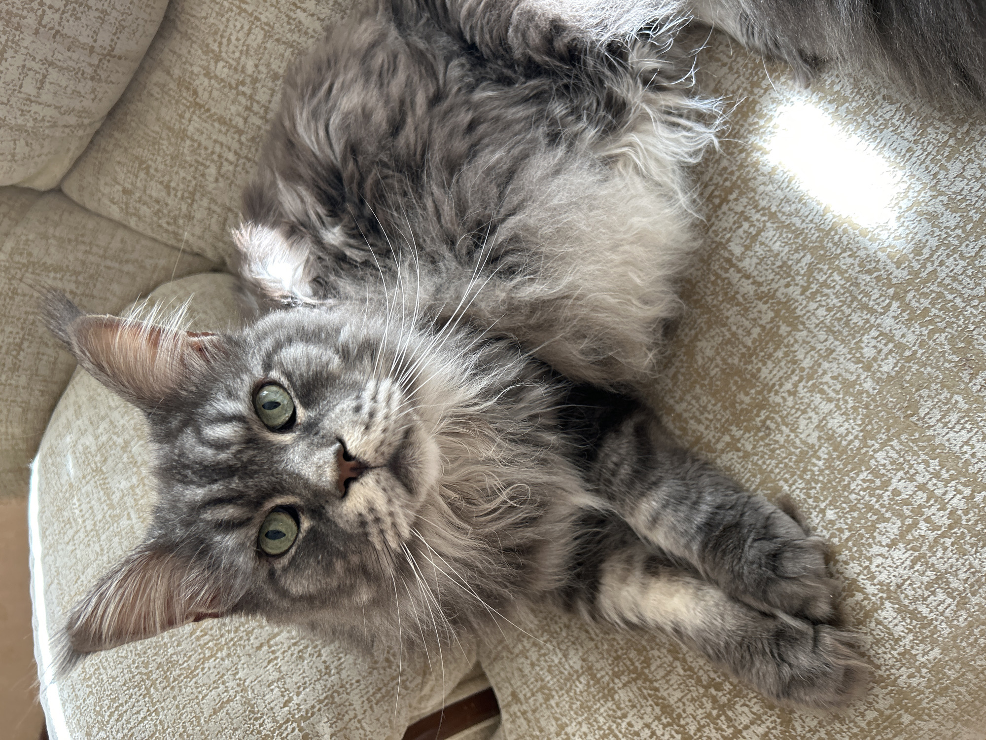 A close-up shot captures a Maine Coon cat resting on a textured, light-colored couch. The cat, with its distinctive fluffy mane and piercing green eyes, is positioned in the center of the frame, looking directly at the camera. Sunlight casts a bright reflection on the couch to the right of the cat. The background is softly blurred, emphasizing the feline subject. The scene is consistent with an indoor domestic setting, possibly a home in Bessergenovka, Russia, though no specific landmarks are visible.