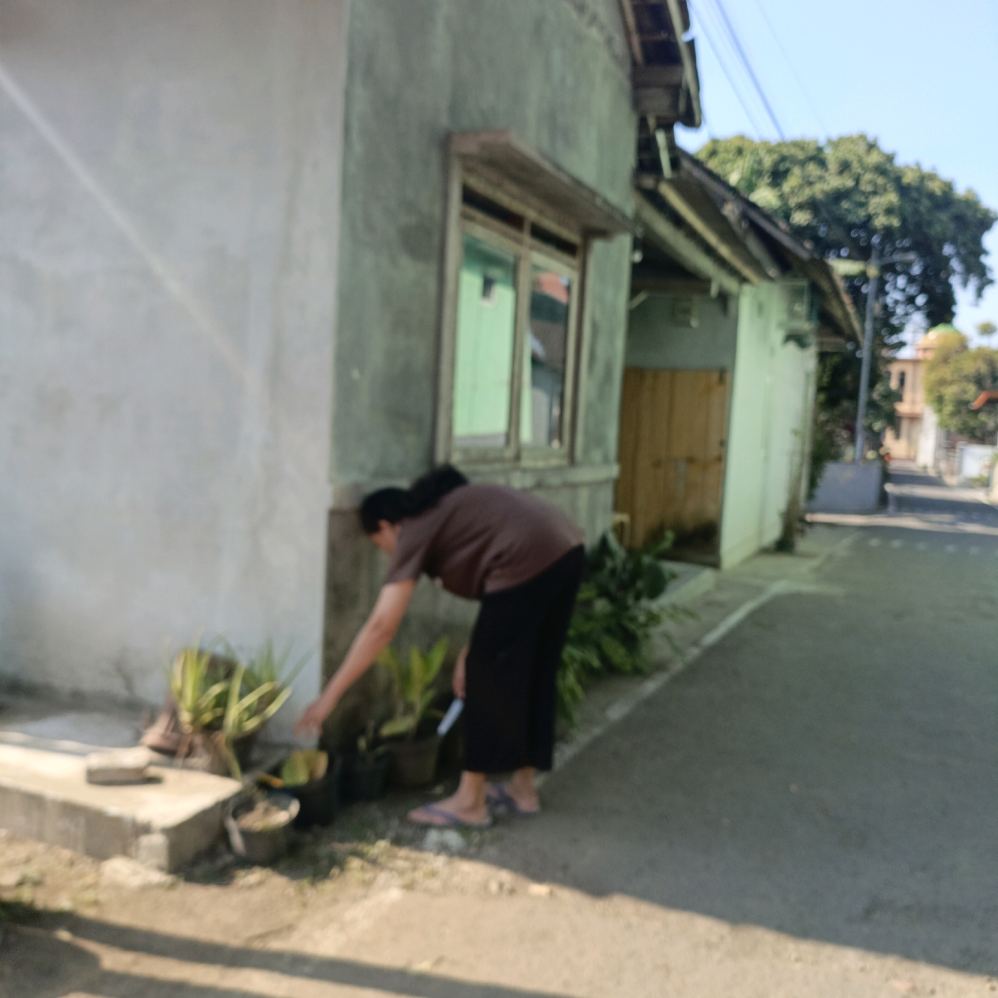 A person in a brown shirt and black pants is seen from behind, tending to potted plants in front of a building. The building has a grey facade and a window with green panes. To the right of the building, a paved road is visible, with a sidewalk and more vegetation. In the background, a large tree and other buildings are present, suggesting an urban or suburban environment. The image is slightly out of focus, but the scene appears to be in daylight. The context provided specifies the location as Salatiga, Indonesia.