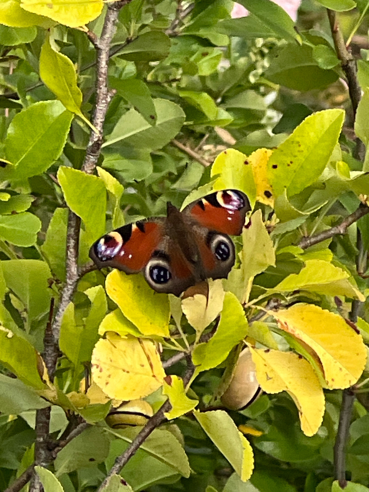 A peacock butterfly rests on a branch with green and yellow leaves. The butterfly's wings are predominantly reddish-brown with striking blue and black eye-spot markings. The surrounding foliage is dense and appears to be part of a tree or bush. The image was taken outdoors, likely in a garden or natural setting. There is no indication of Fasty, Poland.