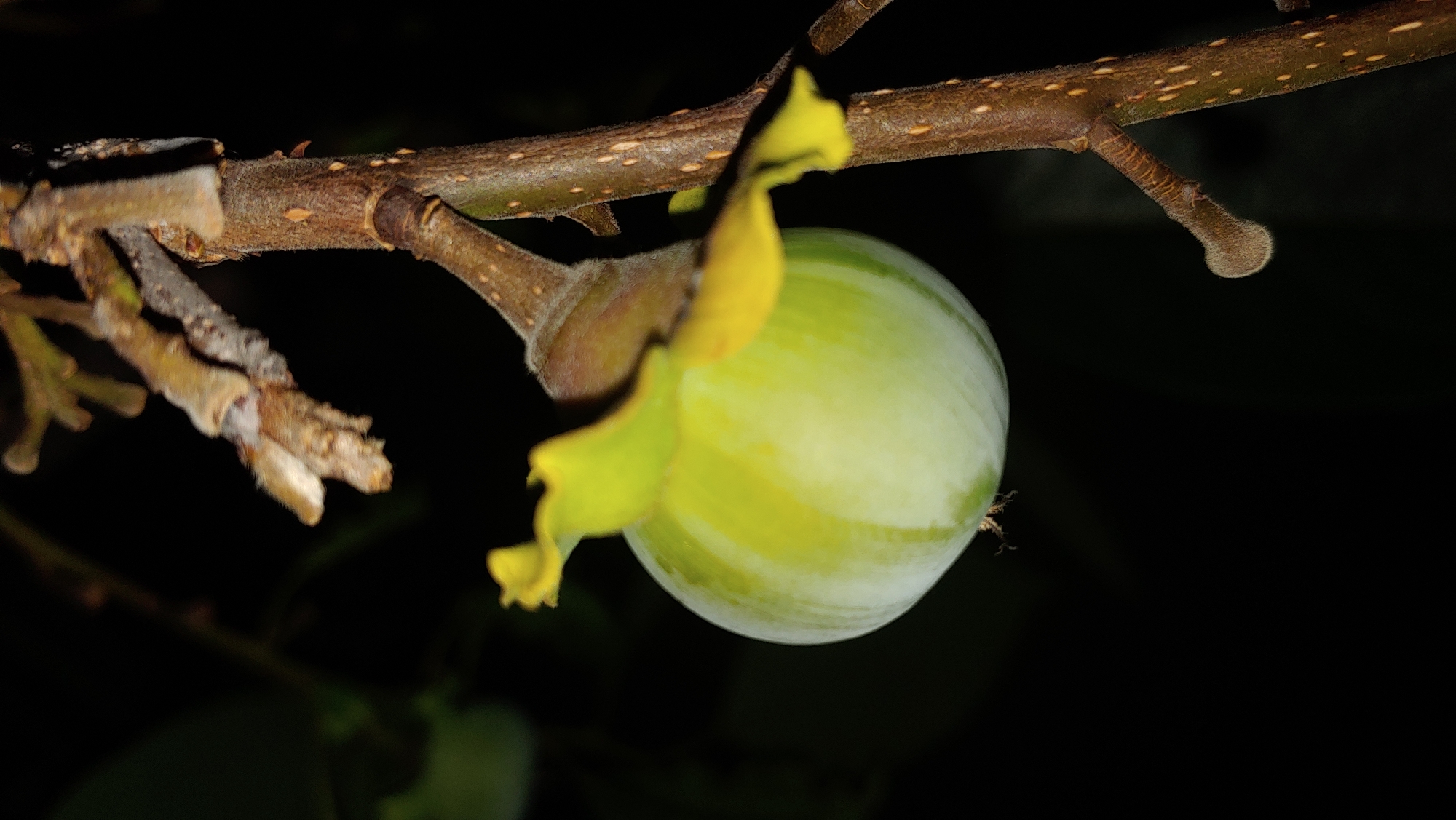 A close-up, vertical shot captures a green, unripe persimmon hanging from a branch against a black background. The fruit is round with faint vertical stripes and a yellow calyx. A small insect is visible clinging to the bottom of the fruit. The branch is brown and textured with small buds. The image is set in a natural environment, with no discernible urban elements or landmarks to indicate a specific location within Mukachevo, Ukraine.