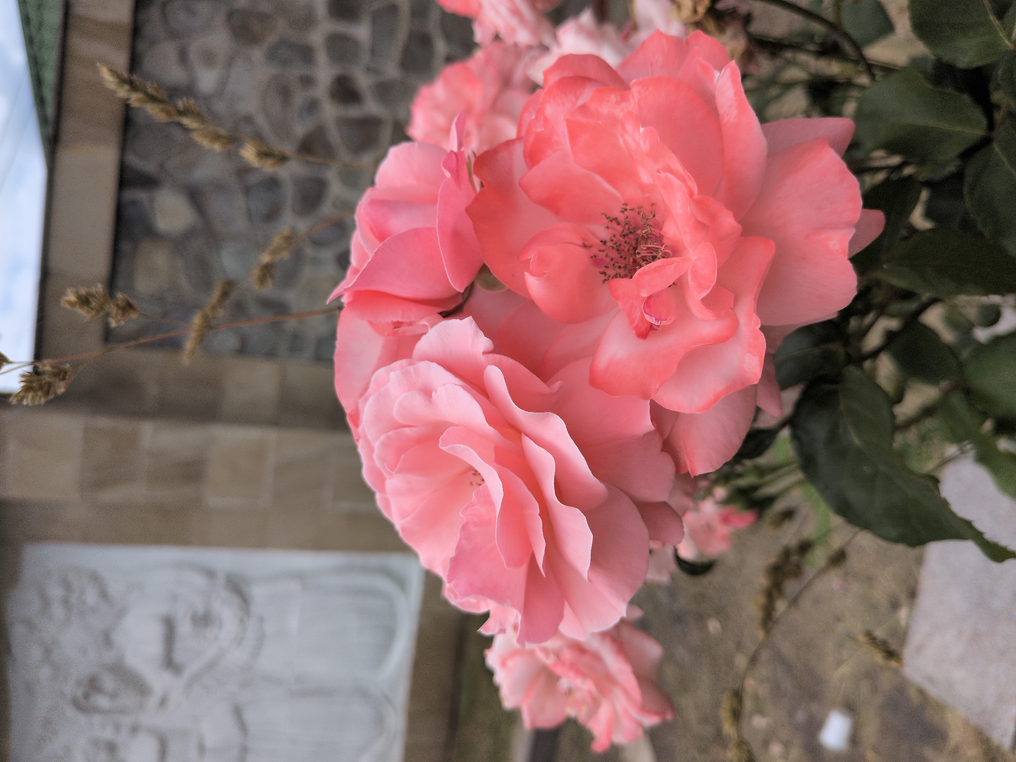 A close-up, vertical shot captures a cluster of pink roses in focus, with their delicate petals unfurling. In the background, a stone wall and a carved relief are blurred, hinting at an outdoor setting. The relief appears to depict two figures, possibly in a religious context. The overall ambiance is serene and naturalistic, suggesting a garden or a public space in Gabala, Azerbaijan.