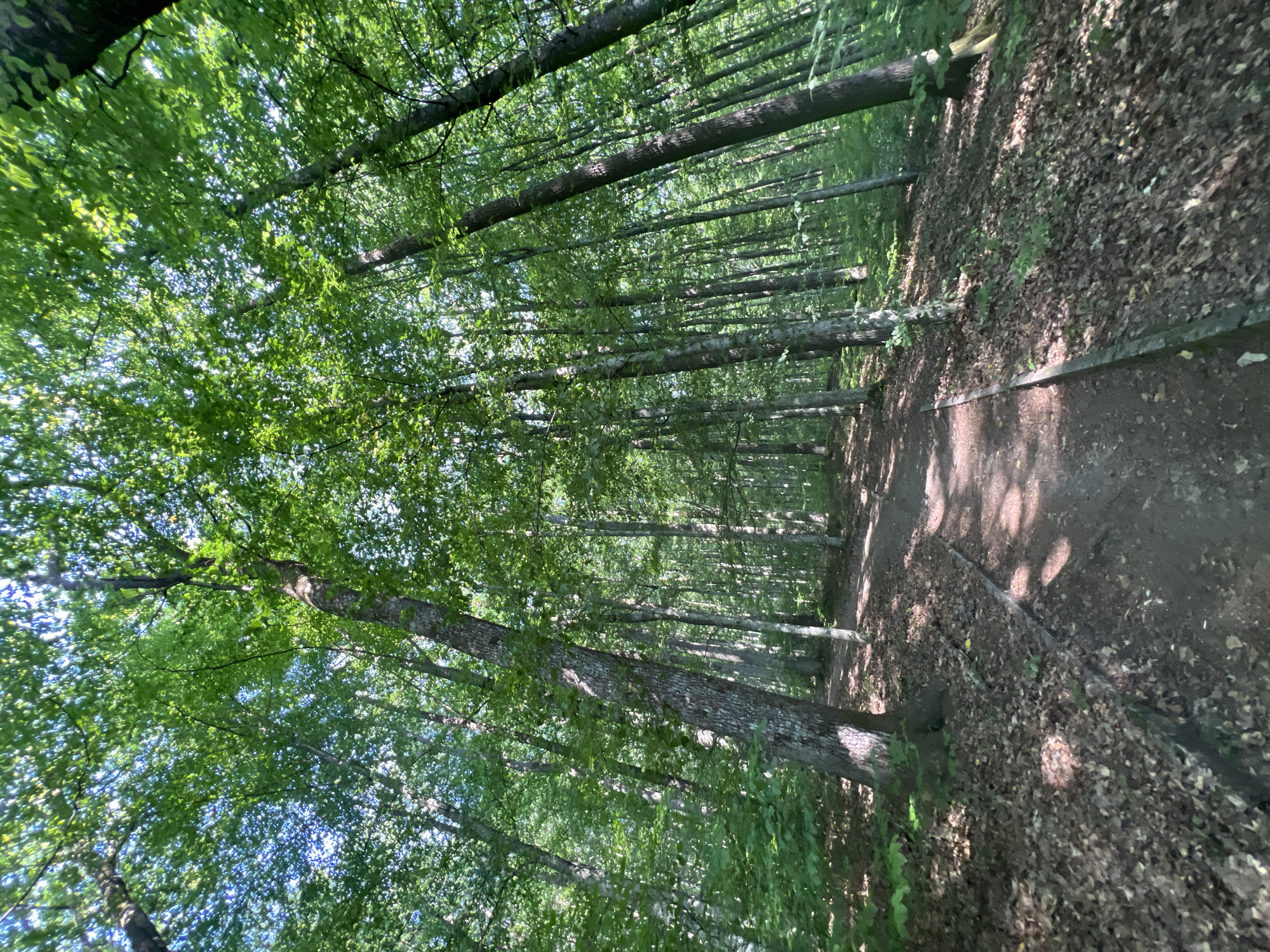 The image depicts a dirt path winding through a dense forest. Tall trees with lush green foliage line both sides of the path, their canopy creating a dappled sunlight effect on the forest floor. The ground is covered in fallen leaves and debris. Wooden planks are visible along the edge of the path in some sections. The perspective is low-angle, looking upwards towards the sky through the trees. The environment suggests a natural, wooded area, likely a park or trail within the city of Сонячне, Ukraine, given the context. There are no people or specific objects that would indicate a particular event or activity. The scene is tranquil and natural.