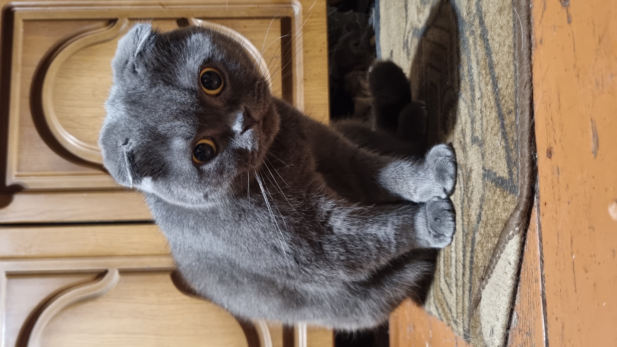 A close-up, eye-level vertical shot shows a grey Scottish Fold cat sitting on a patterned mat in front of a wooden cabinet. The cat is the central subject, facing the camera with large, round, yellow eyes and flattened ears characteristic of its breed. Its fur is short and uniformly grey, and white whiskers extend from its muzzle. The cat's front paws are visible, resting on the mat. The mat has a repeating abstract pattern in shades of brown and beige, and it lies on a light brown wooden floor. Behind the cat, the lower part of a wooden cabinet is visible, featuring carved details and a curved door design. The lighting appears to be indoor, casting a shadow of the cat on the mat. No people are present in the scene. The location is identified as Vysokoe, Russia.