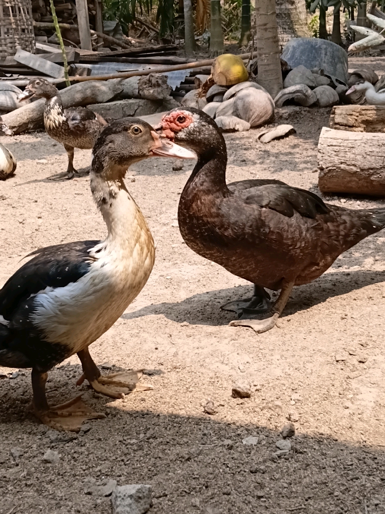 Two ducks are interacting in a rural outdoor setting in Margo Rukun, Indonesia. In the foreground, a dark-feathered duck with red around its eyes is facing a lighter-feathered duck that has black and white markings. The two ducks appear to be nuzzling or touching beaks. The ground is sandy and appears to be a dirt path or yard. In the background, there are palm trees, piles of coconuts, logs, and some woven baskets. The scene suggests a farm or rural homestead.