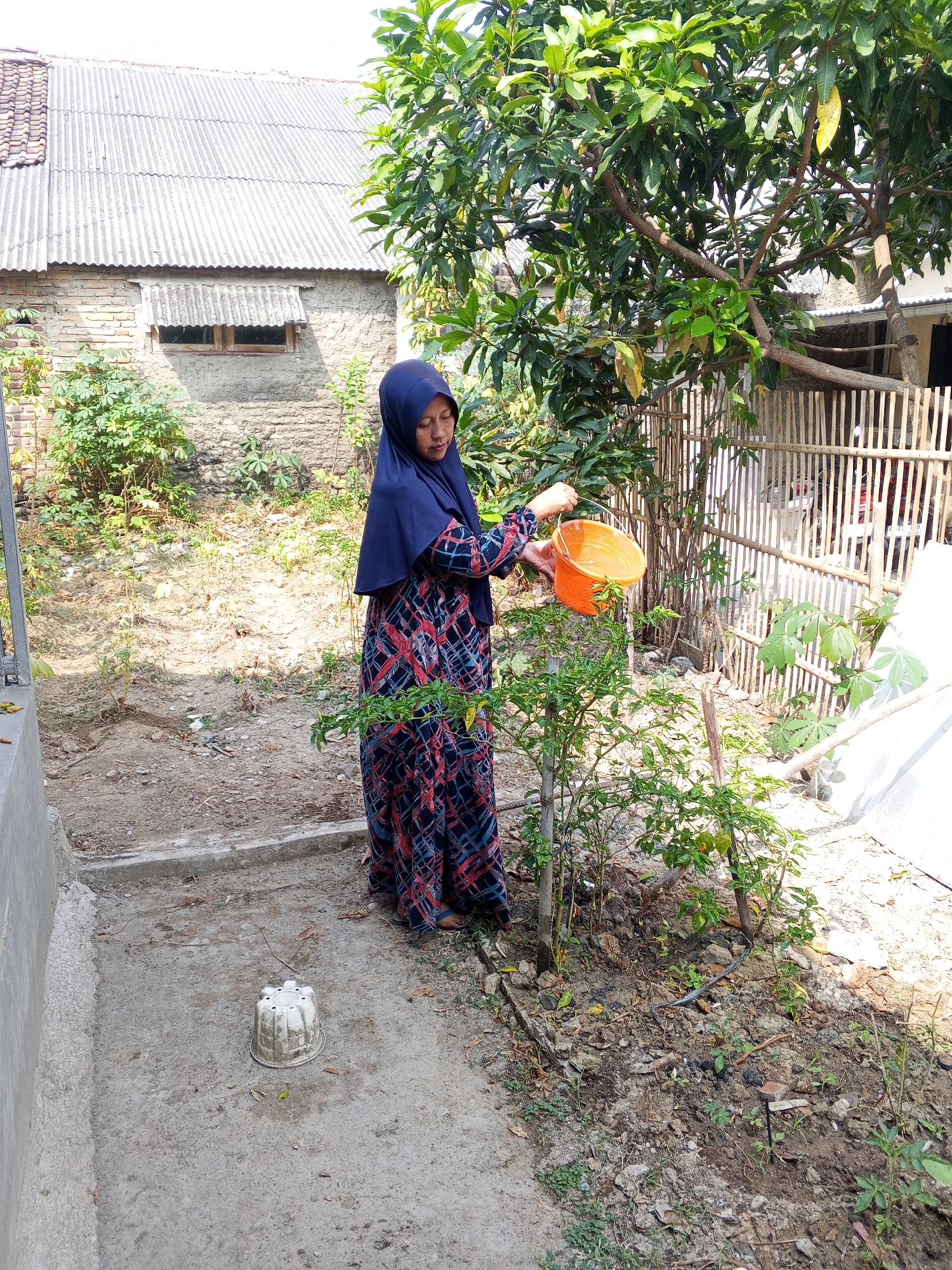 A woman wearing a dark blue hijab and a patterned dress is watering a plant with an orange bucket. The scene appears to be a backyard or garden area. Behind the woman is a building with a corrugated metal roof and brick walls. To her right is a bamboo fence and a large tree with green leaves. In the foreground, on the ground, is a white, circular object with holes. The ground is dirt and scattered with leaves and small debris. The overall impression is an outdoor, residential setting in a warm climate, consistent with locations such as Ciruas, Indonesia.