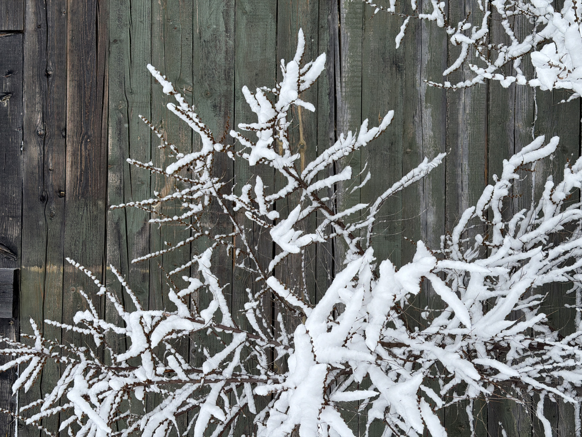 A medium shot captures a snow-laden bush set against a weathered wooden fence, likely in a rural or suburban area of Chaikovsky, Russia. The fence is made of vertically arranged planks, some painted a faded green while others appear bare and gray. The bush, in the foreground, is covered in thick, undisturbed snow, obscuring much of its branch structure. The scene suggests a cold, winter day in a quiet location. There are no people visible.