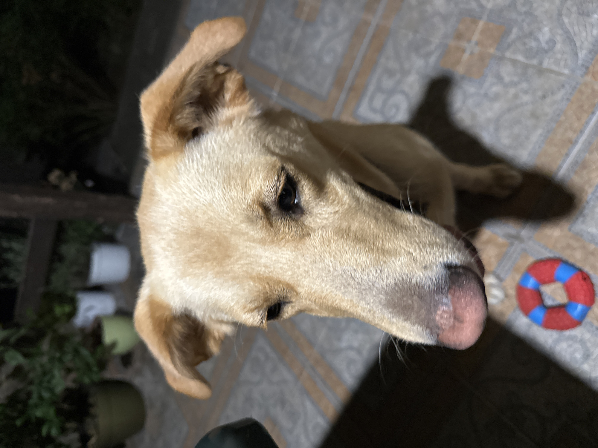 A tan dog with floppy ears looks down at a red and blue toy on a tiled floor. The dog's nose is pink and its eyes are dark. In the background, several potted plants are visible on a wooden deck. The scene is outdoors at night, with shadows cast by the dog and the plants. The location is not specified in Sochi, Russia, or any other city.