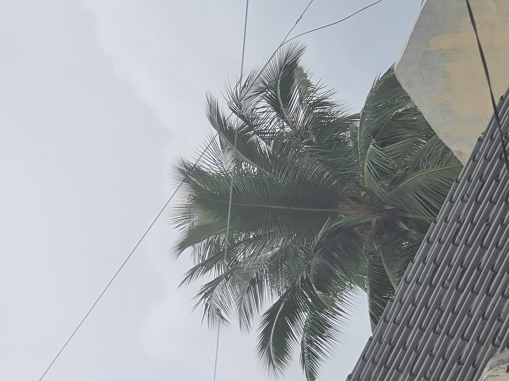 An overcast sky provides the backdrop for a close-up shot of a coconut palm tree in Lhokseumawe, Indonesia. The palm's fronds, a vibrant green, fan out across the upper half of the image, their delicate leaves creating a feathery texture. Two thin, dark wires traverse the scene horizontally, one above the palm and another weaving through its fronds. In the foreground, the grey, tiled roof of a building slopes diagonally from the bottom left corner. To the right of the roof, a pale yellow wall rises, its surface weathered and textured. The image captures a slice of urban life, hinting at residential structures and the presence of overhead utility lines within the city.
