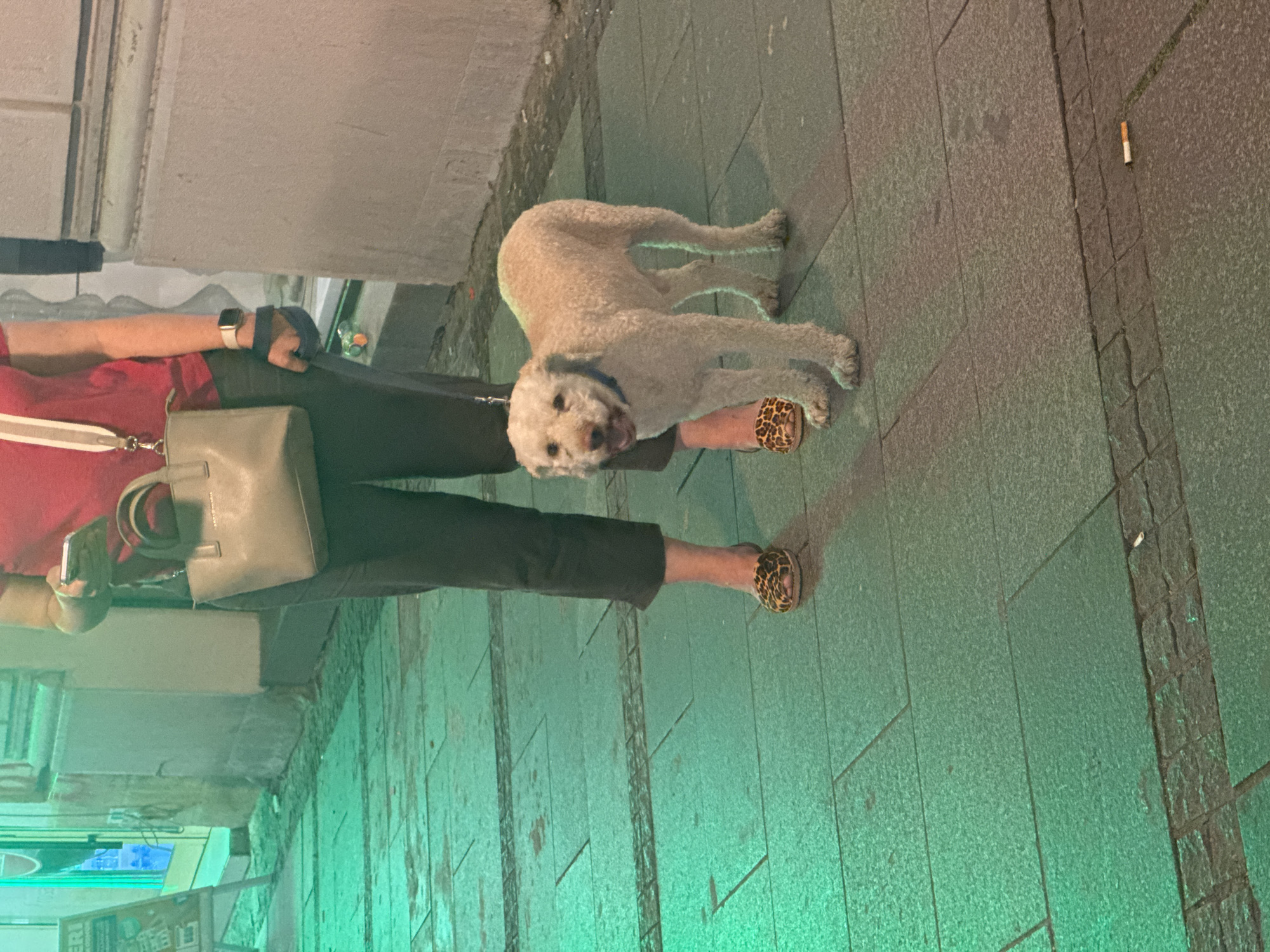 The image captures a street scene, possibly in Belgrade, Serbia, illuminated by green and ambient lighting. A person, partially visible from the waist down, stands on a paved sidewalk. They are wearing dark pants and animal-print flat shoes. The person is holding a leash attached to a light-colored, curly-haired dog, which is standing on the sidewalk to the right. The dog appears to be a medium-sized breed. In the background, a building with stone facade and a storefront with a display can be seen. The ground is paved with stone slabs, and a discarded cigarette butt is visible on the pavement in the lower right portion of the image.