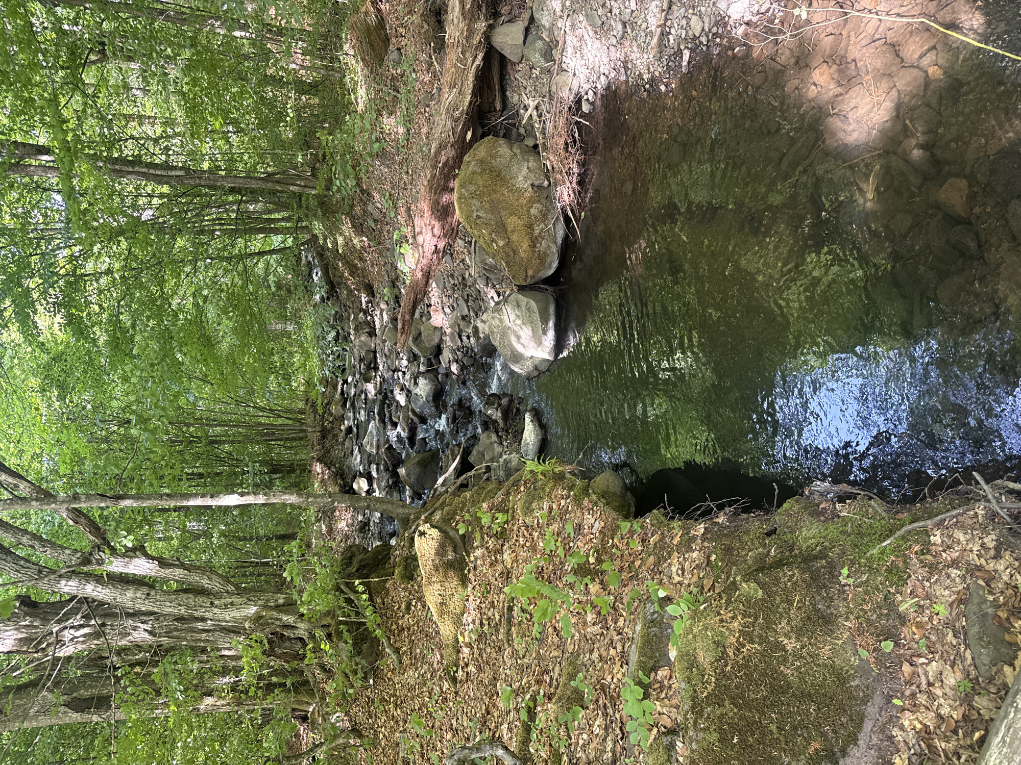 The image depicts a stream flowing through a forested area in Synyak, Ukraine. The stream is bordered by rocky terrain and vegetation. On the left, trees stand close to the stream. The water reflects the sky and surrounding trees. The ground is covered in fallen leaves and moss.