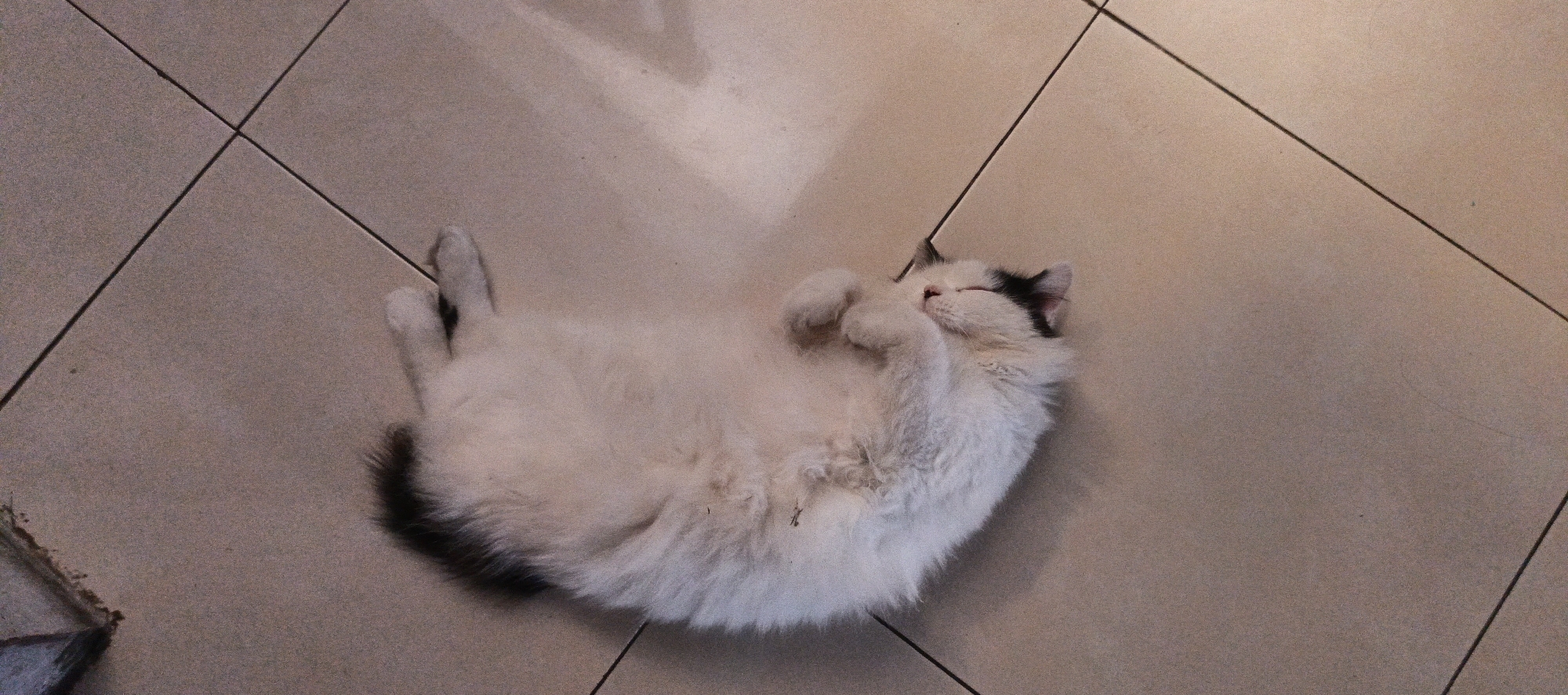 A fluffy white cat with black markings on its head and tail is lying on its back on a beige tiled floor. The cat's paws are curled up near its face, and its eyes are closed, suggesting it is sleeping or resting. The tiled floor has dark grout lines forming a grid pattern. The lighting in the image suggests it was taken indoors, possibly in a home. The overall impression is one of a relaxed and comfortable domestic animal. There are no people or any other elements that would indicate a specific location in the city of Singaparna, Indonesia.