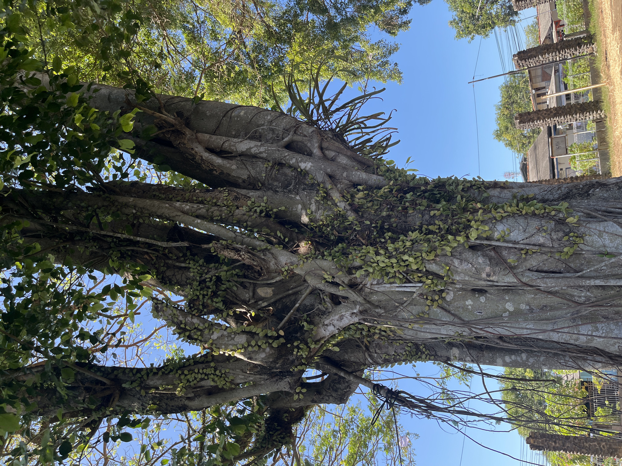 The image shows a large, old tree with thick, grey bark, heavily entwined with vines and aerial roots. The tree is covered in small, green leaves and some hanging, pod-like structures. The branches are dense, with sunlight filtering through them. In the background, there is a clear blue sky. Below the tree, a fence and some buildings are visible, suggesting an urban or semi-urban environment. The presence of power lines and structures like antennas on distant buildings indicate a populated area. The location is stated to be Desa Tambakreja, Indonesia. There are no people or animals visible in the image.